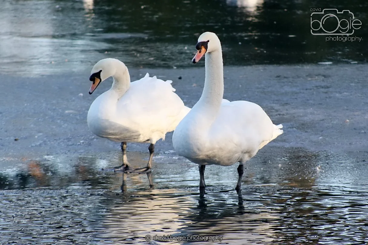 20260103 112802 Beveridge Park 0073.JPG