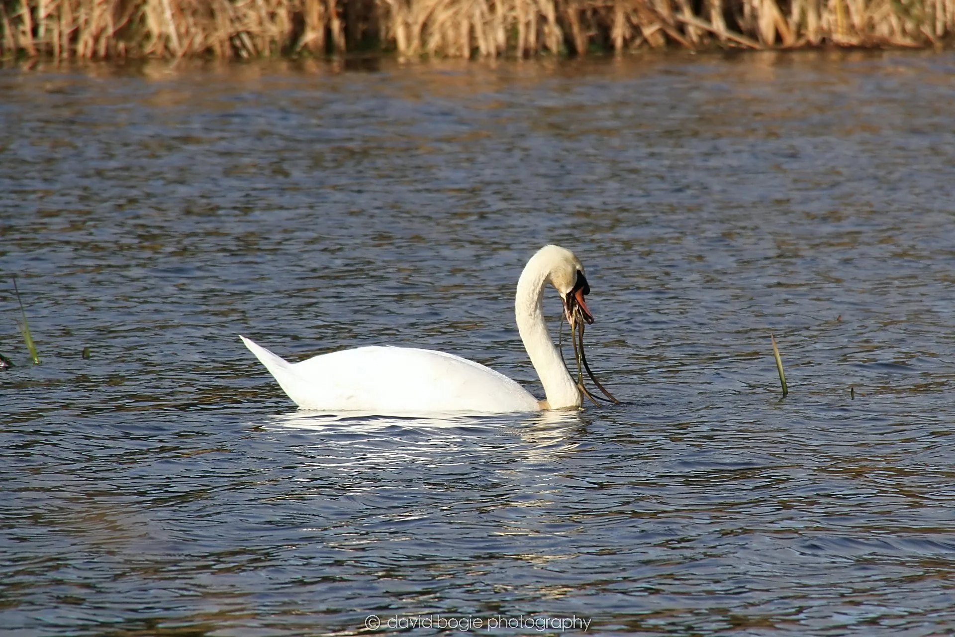 YEAR20231023 Lochore Meadows 122030 0330.jpg