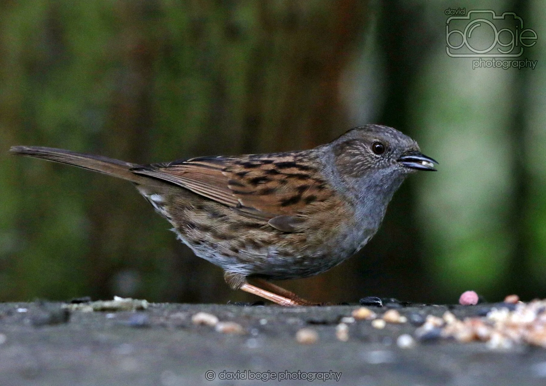 20260324 125839 Pittencrieff Park 0301.jpg