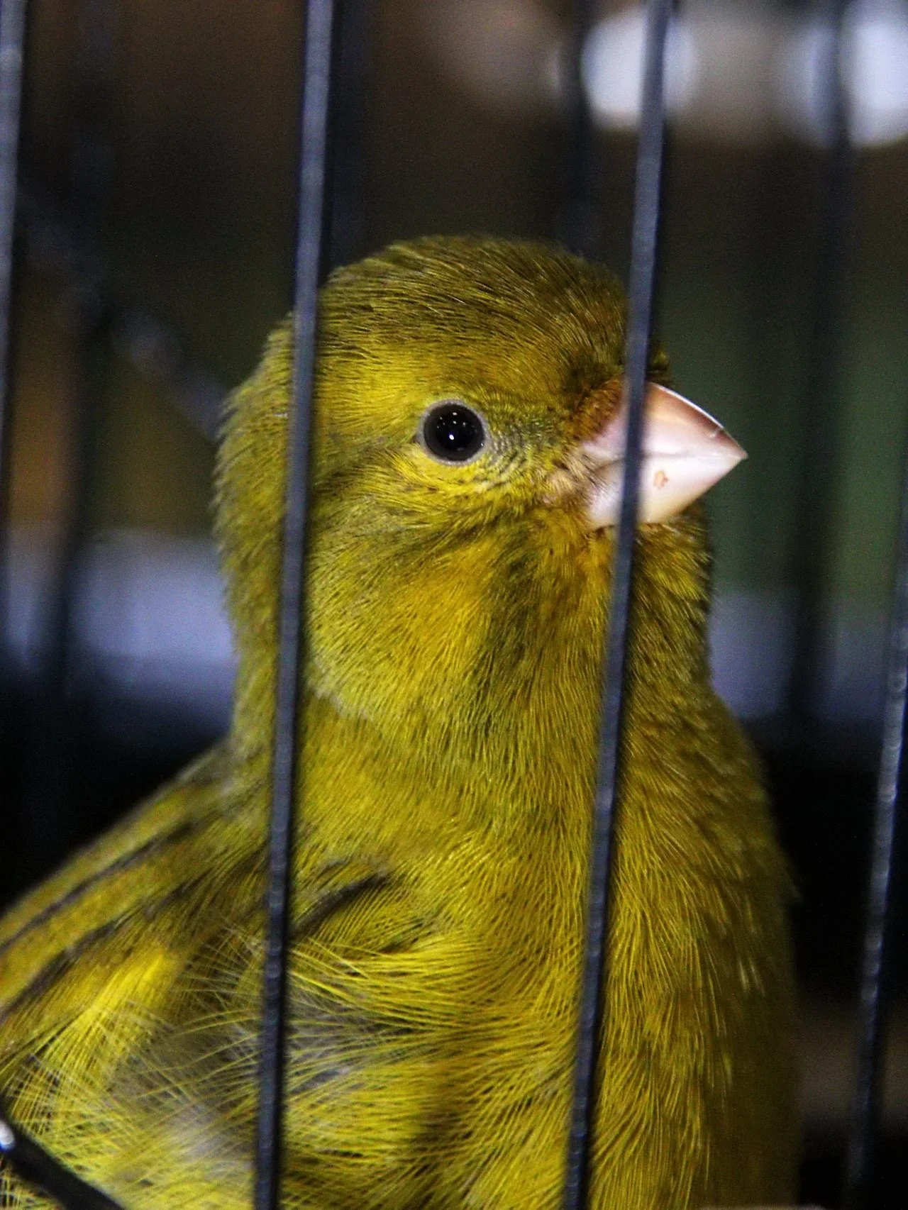 20241103 133101 MCBS Show 0593.JPG