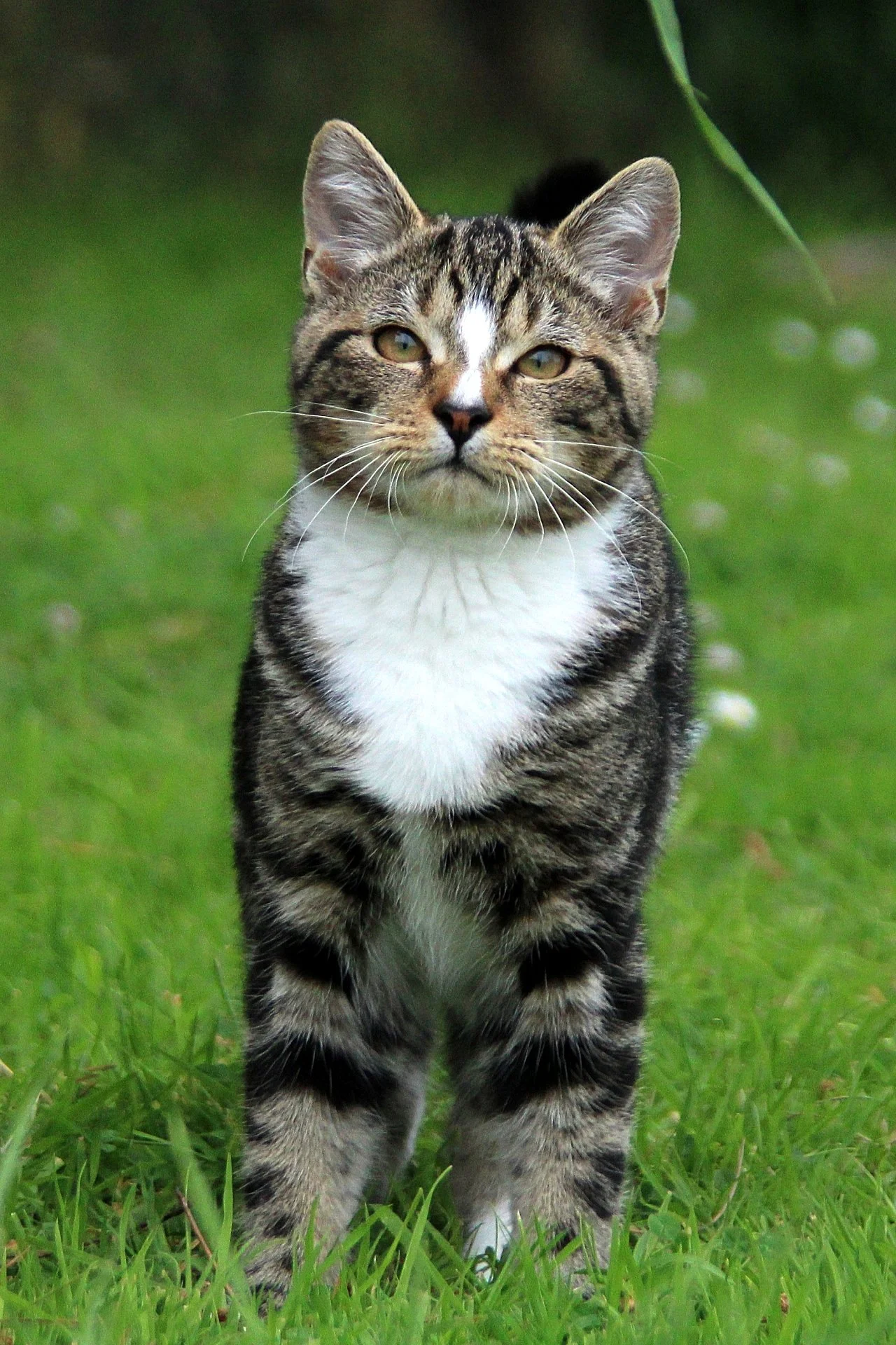 CATS 0100.jpg