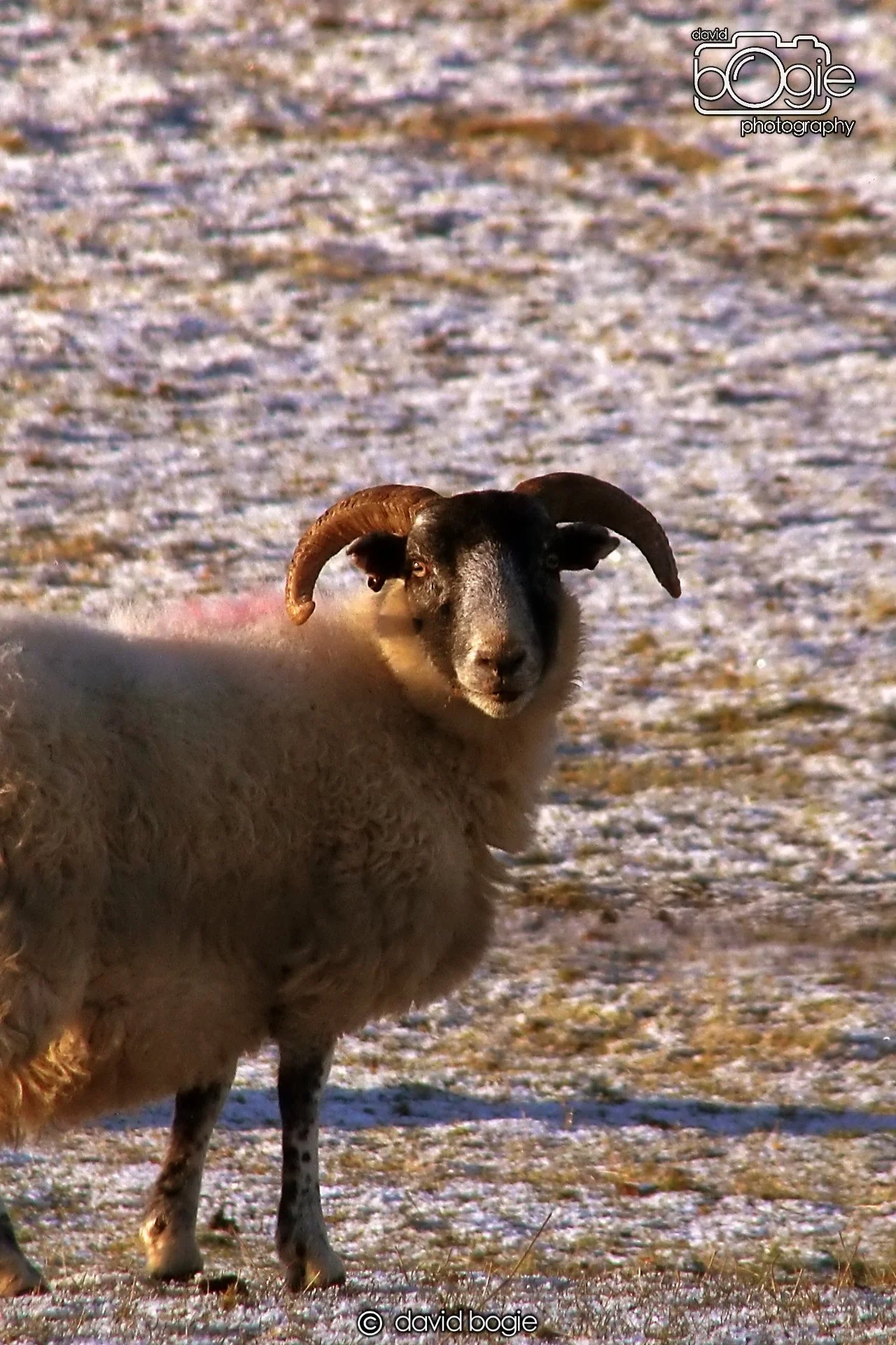 20221215 00054 Aberfeldy.JPG