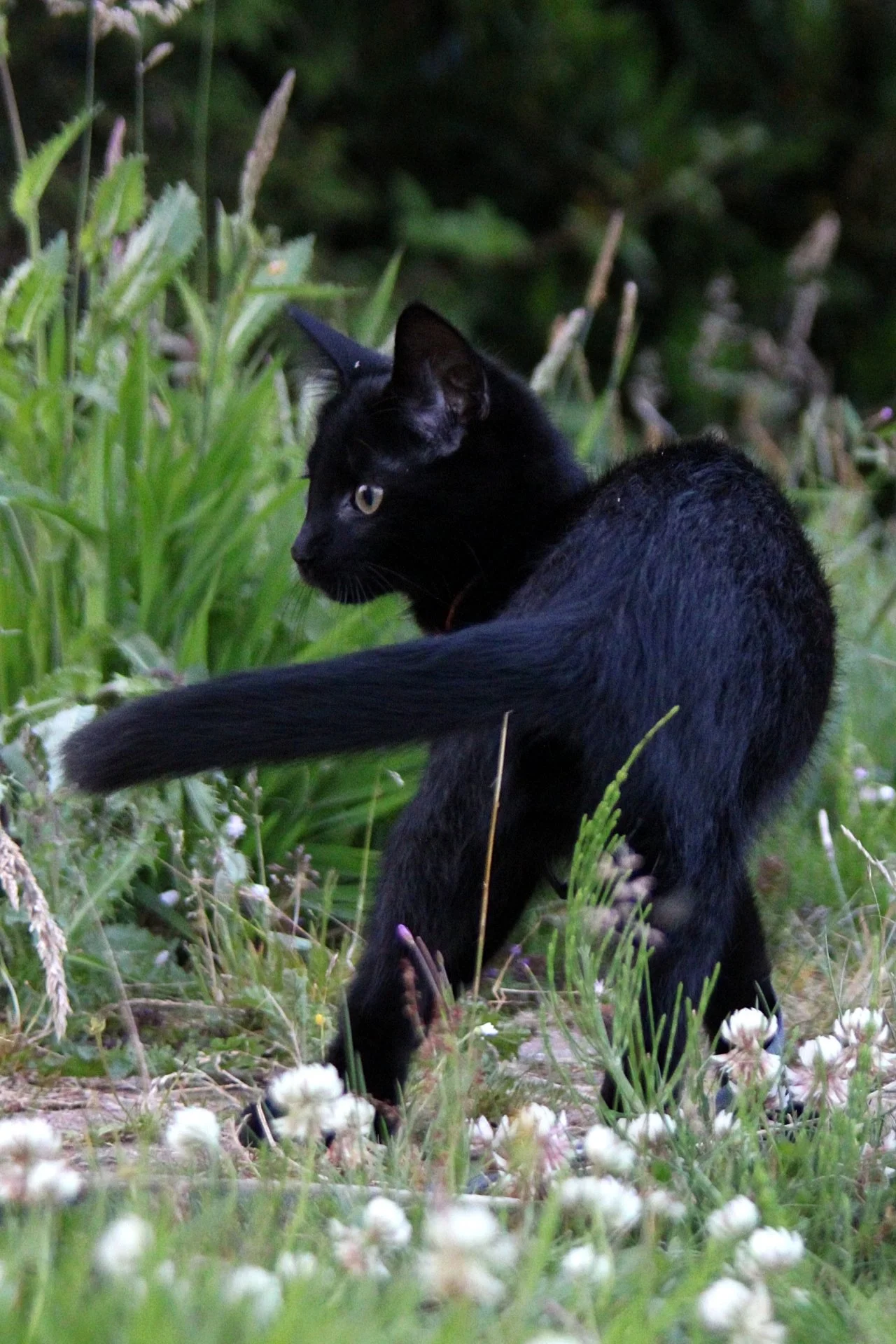 CATS 0185.jpg