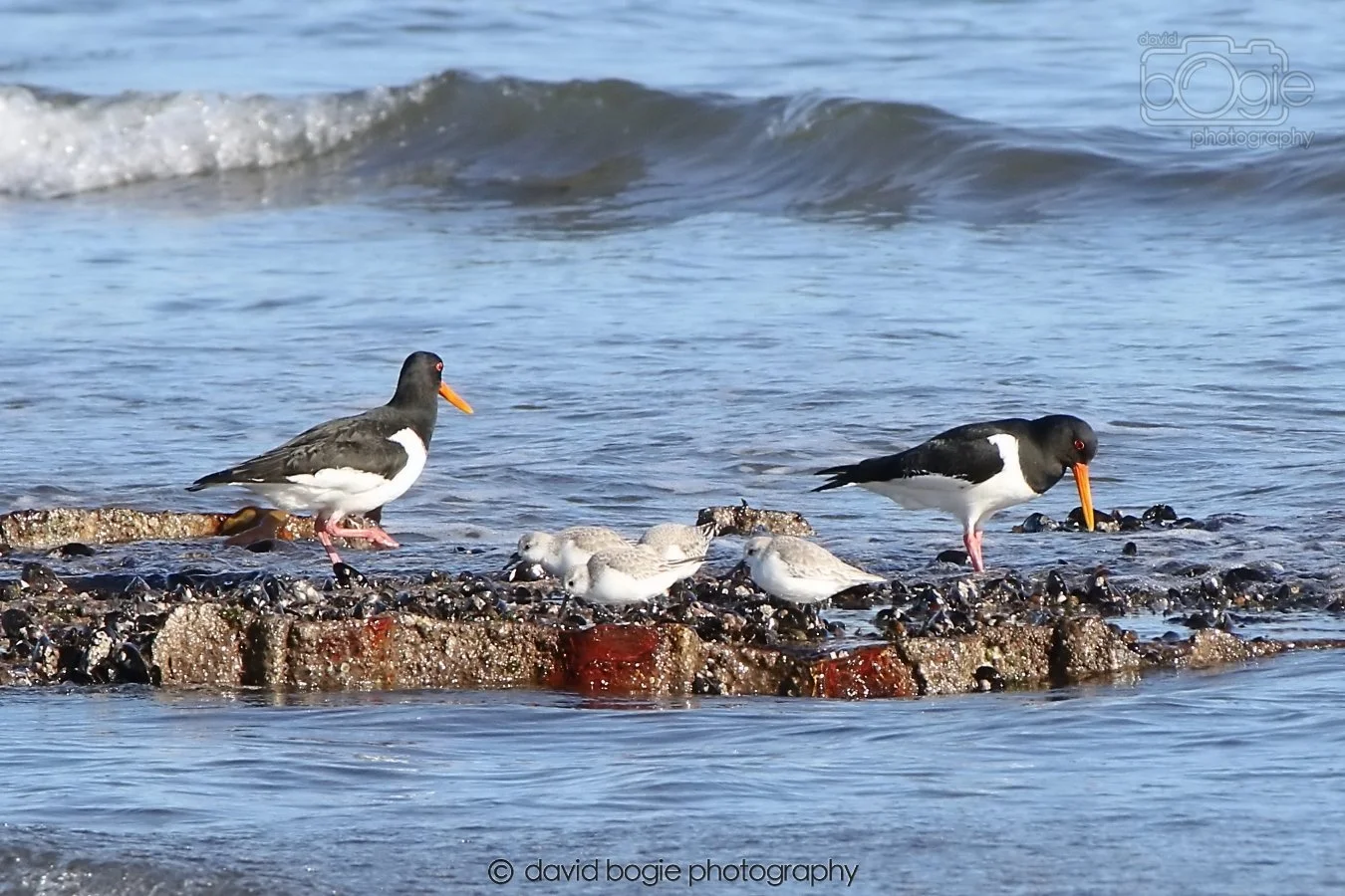 20260307 110930 Kirkcaldy 0013.jpg