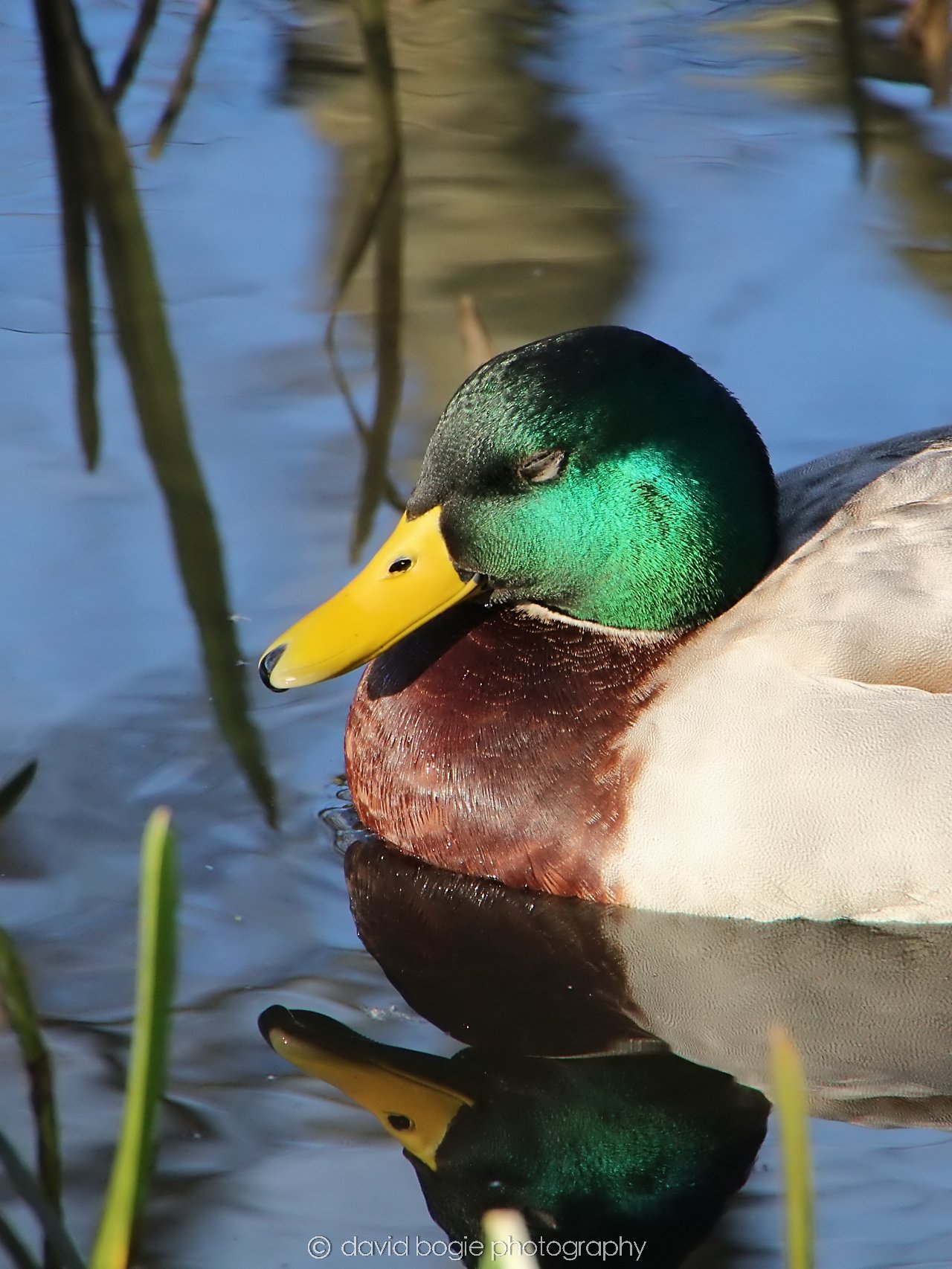 YEAR20240207 Lochore Meadows 0423.jpg