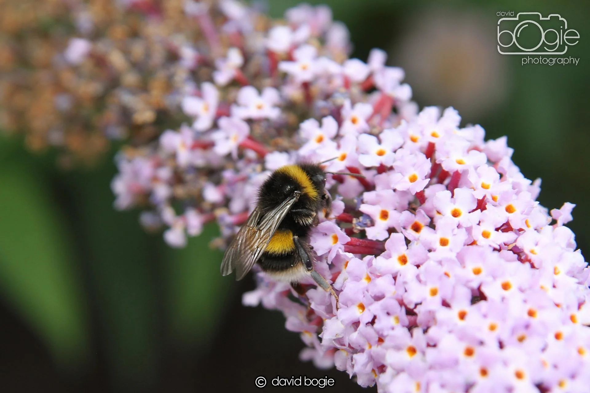 20230814 Kinghorn 134500 0177.jpg