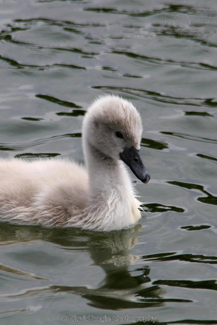 SWAN039