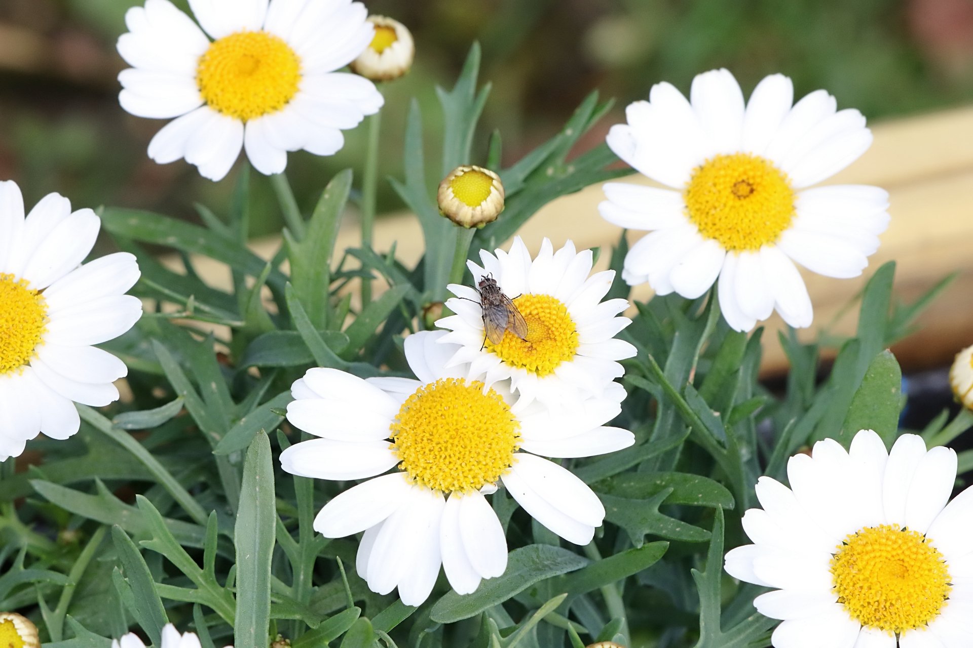 20260403 115525 Dunnikier Sensory Garden 0005.jpg