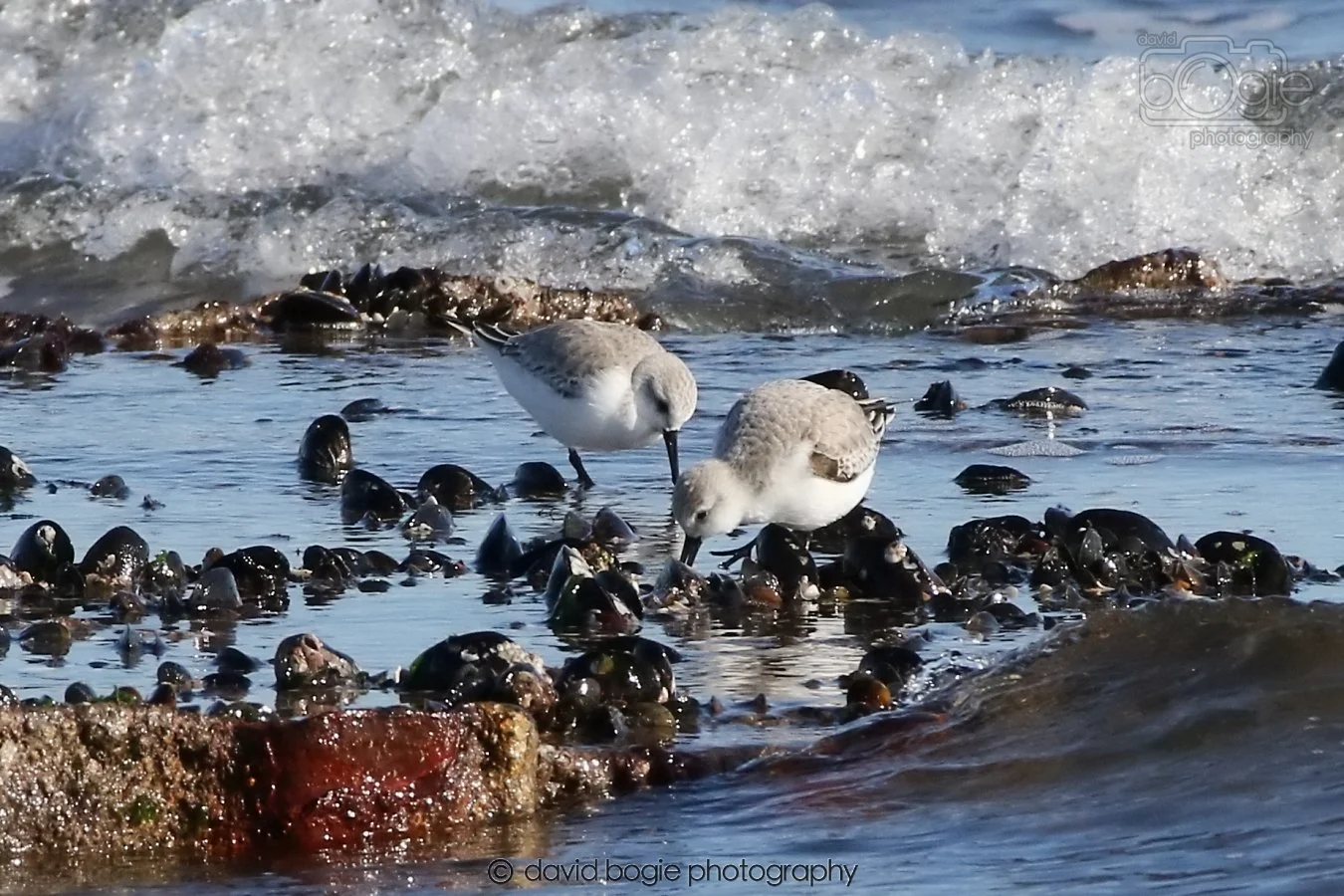 20260307 111053 Kirkcaldy 0041.jpg