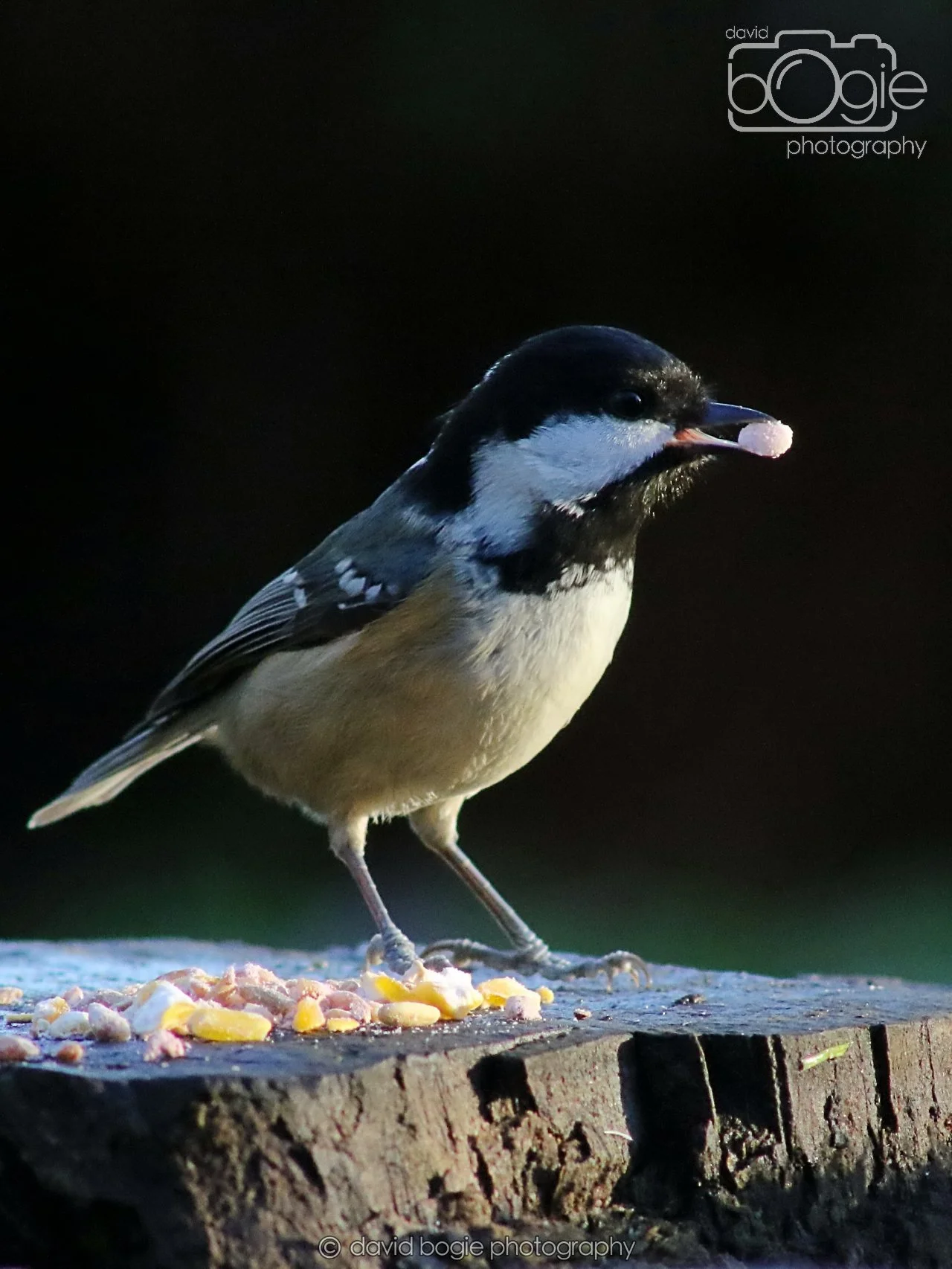 20251125 143123 Silverburn 0758.JPG