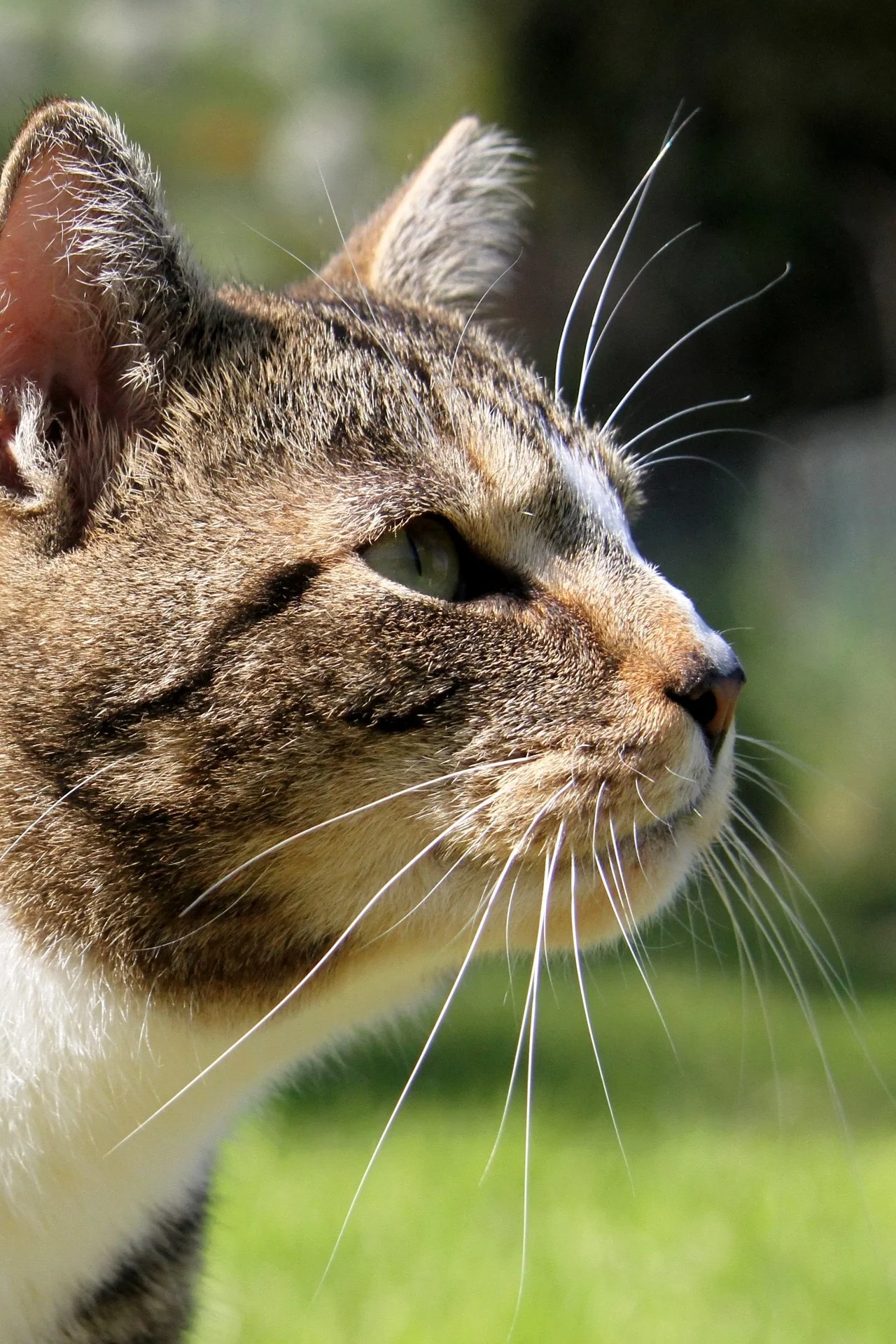 CATS 0381.jpg