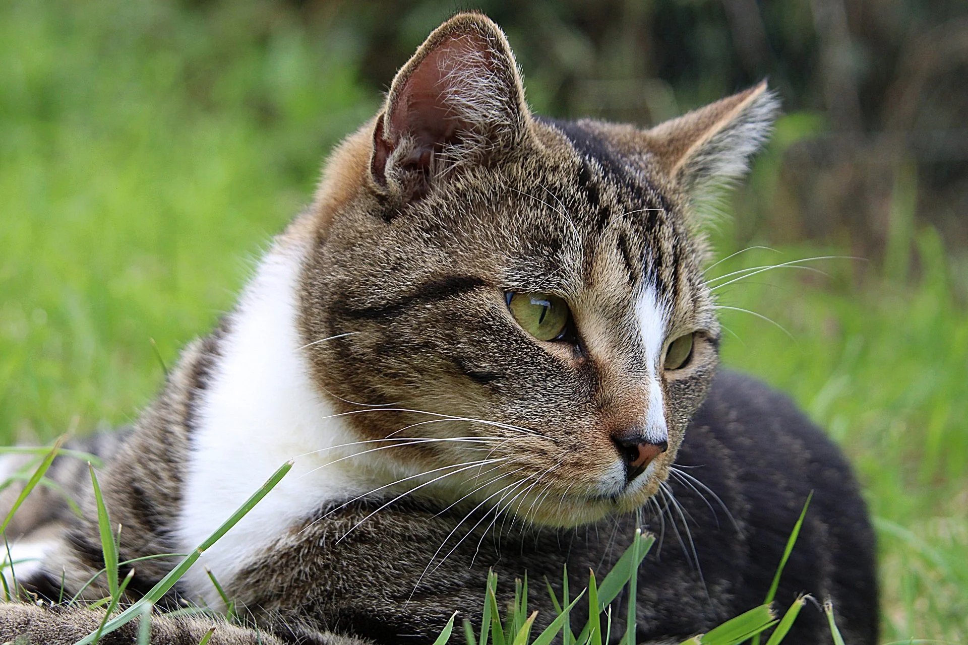 CATS 0280.jpg