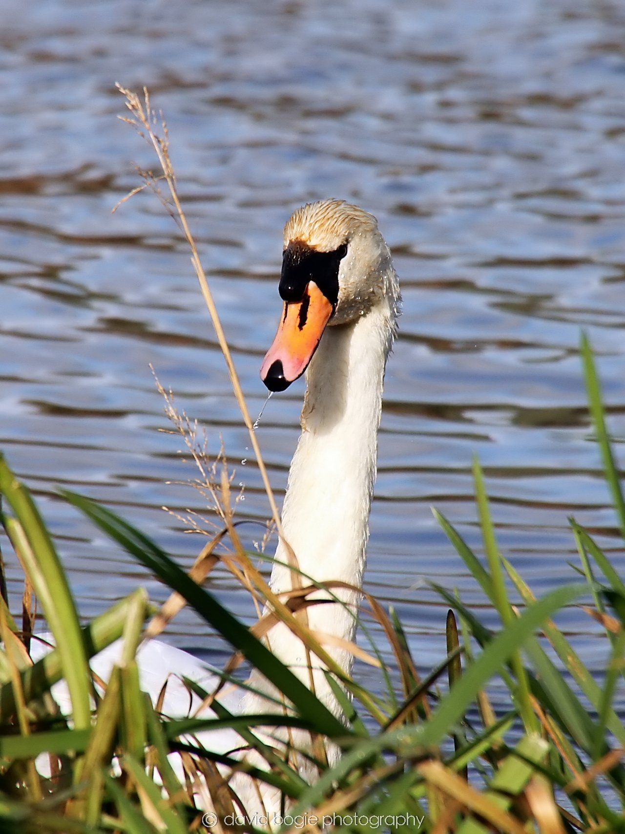 YEAR20231023 Lochore Meadows 122144 0350.jpg
