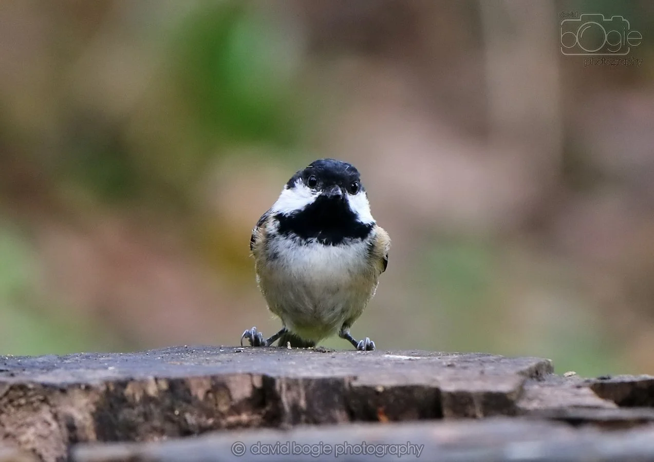 20260314 140822 Silverburn 0093.jpg