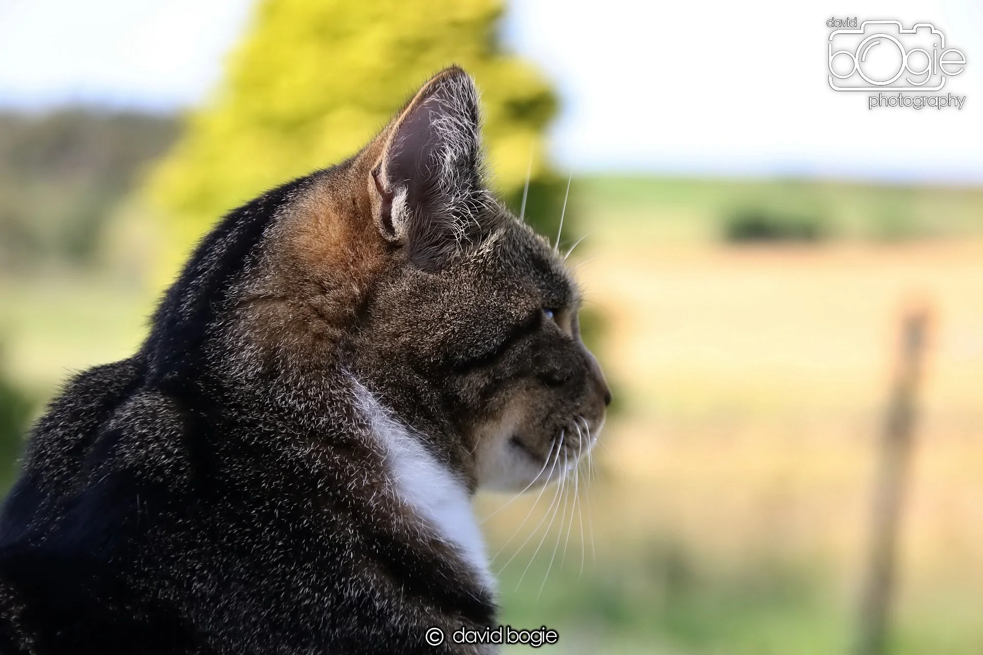 20250812 162900 Dysart 0157.JPG