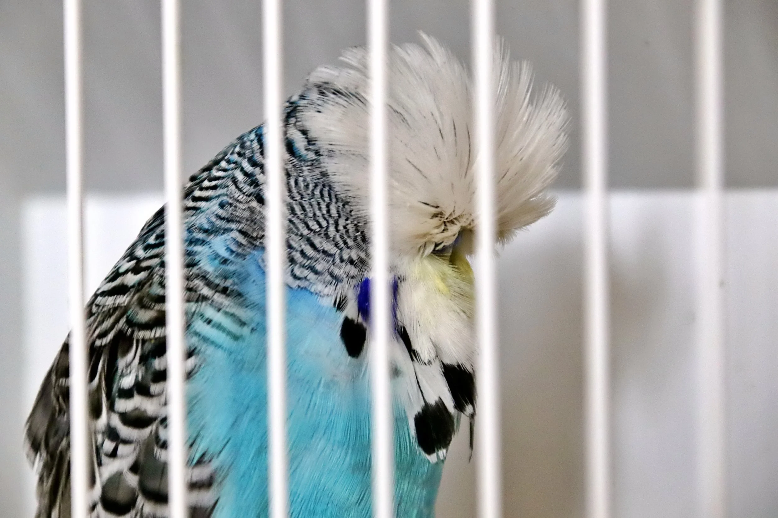 20251102 123858 Markinch CBS  0439.JPG