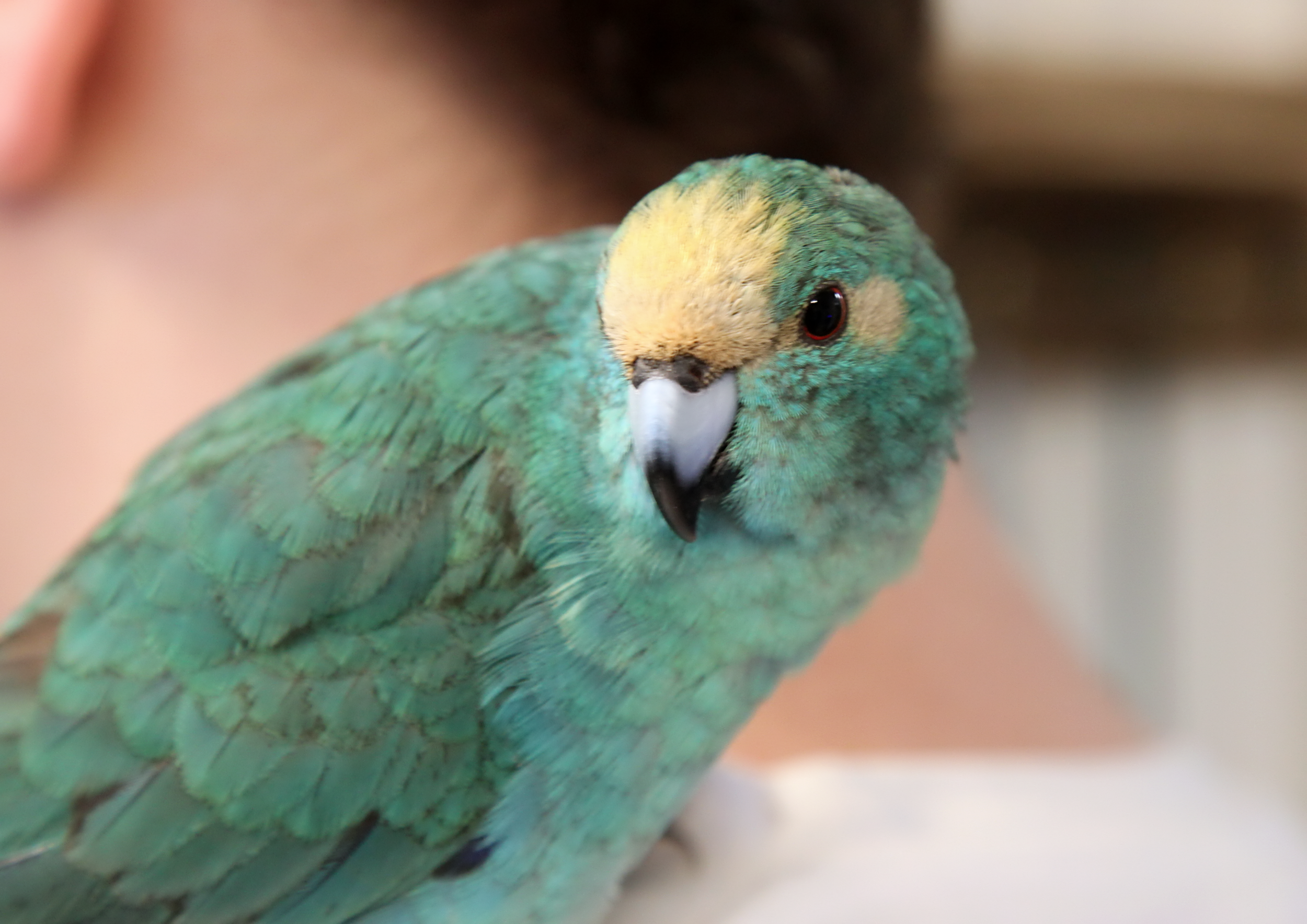 20260212 120150 IMG_0125.png