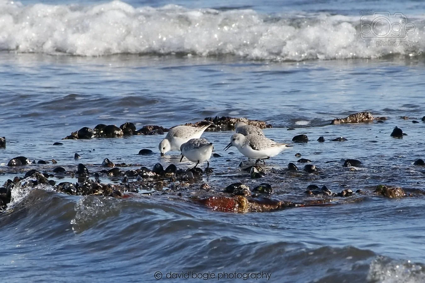 20260307 111042 Kirkcaldy 0038.jpg