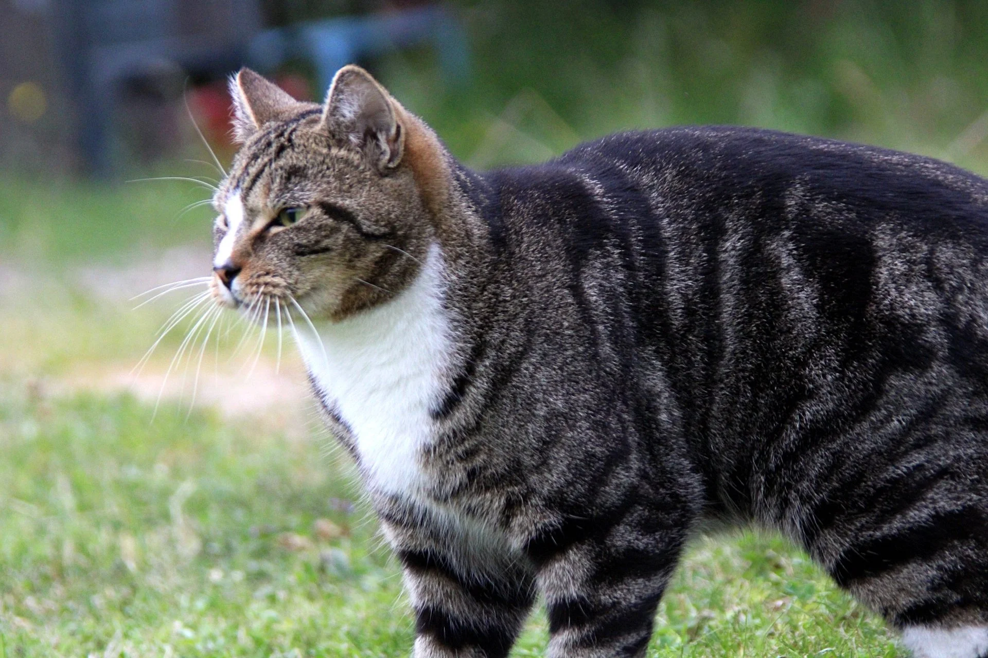 CATS 0186.jpg