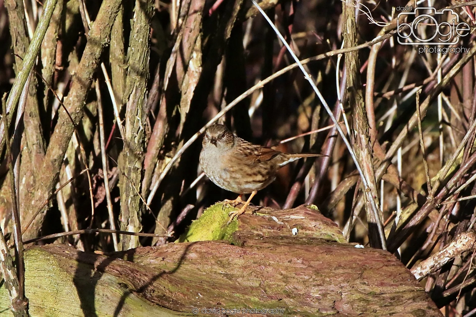 20260128 125859 Dunnikier 0102.JPG