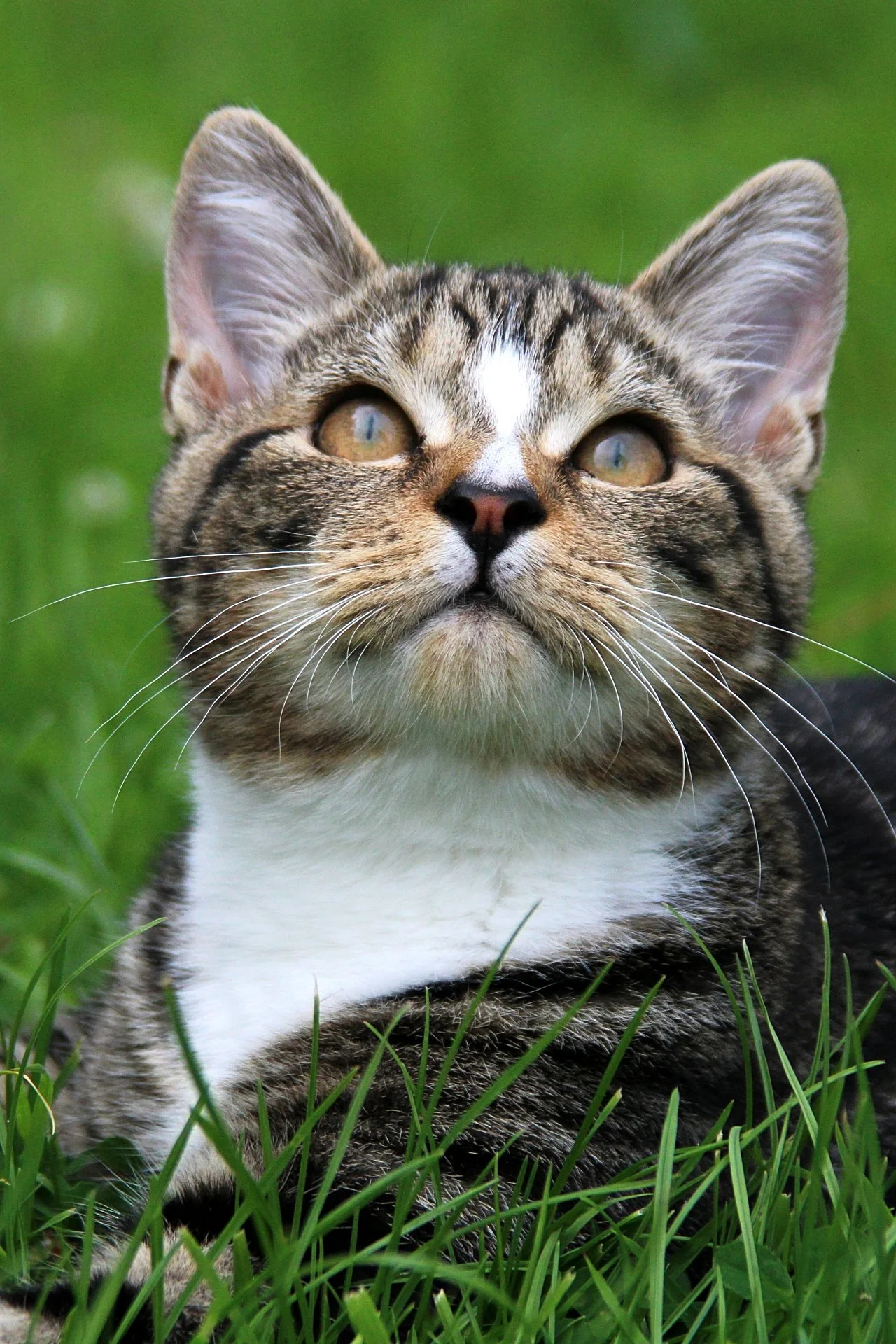 CATS 0112.jpg
