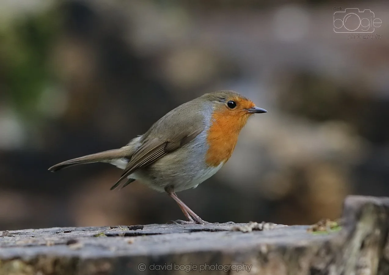 20260314 141336 Silverburn 0179.jpg