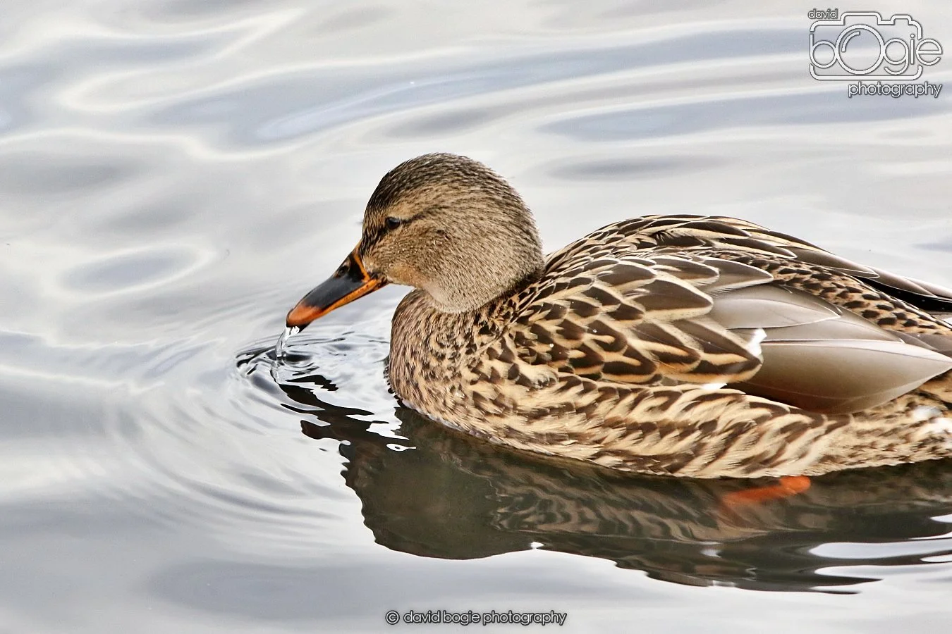 20260114 124628 Beveridge Park 0124.JPG