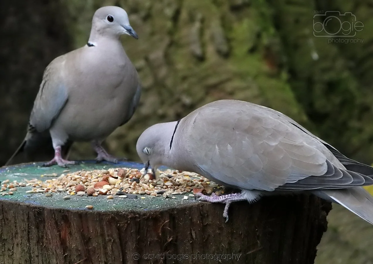 20260309 114102 Dunnikier 0275.jpg