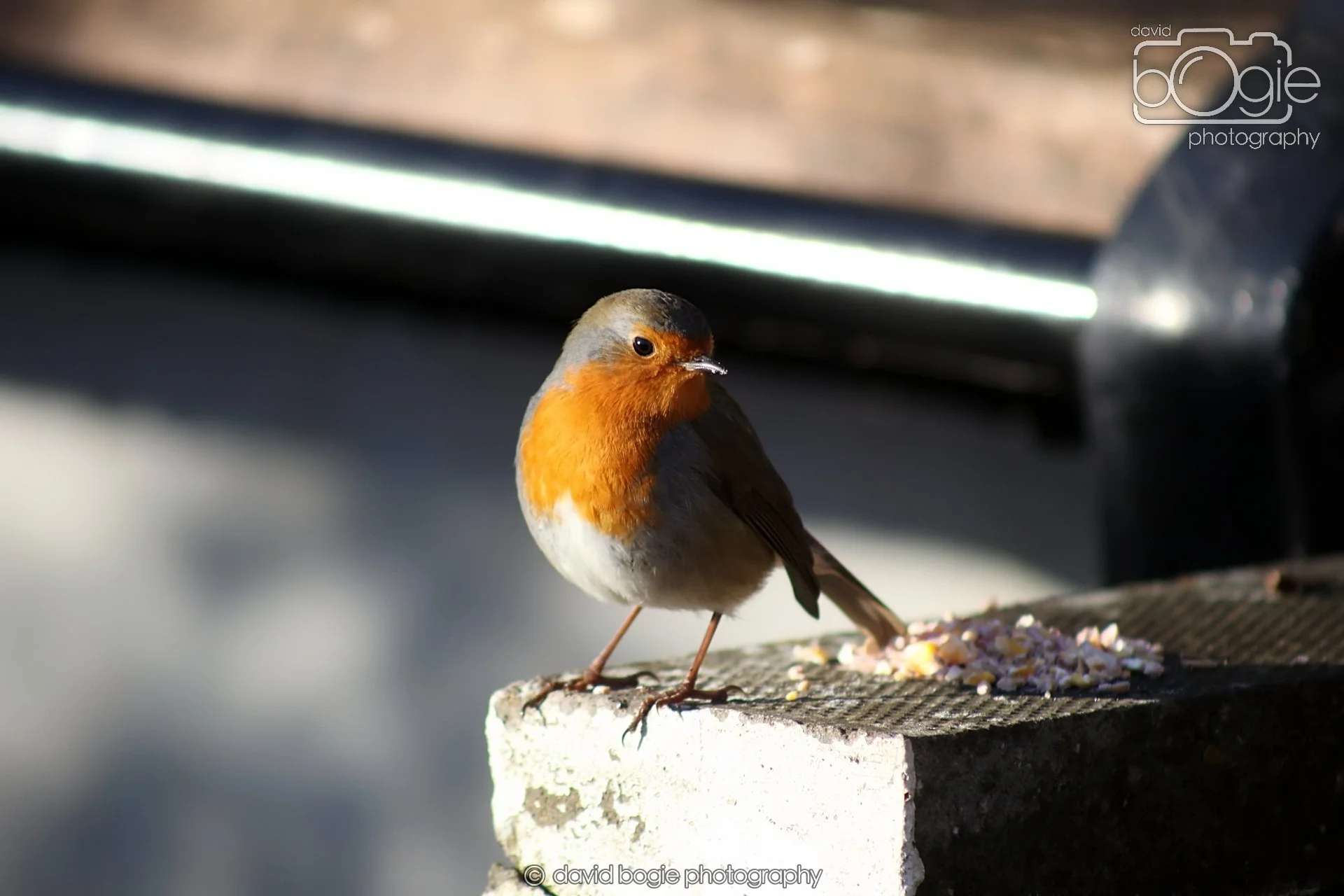 20251125 132606 Silverburn 0025.JPG