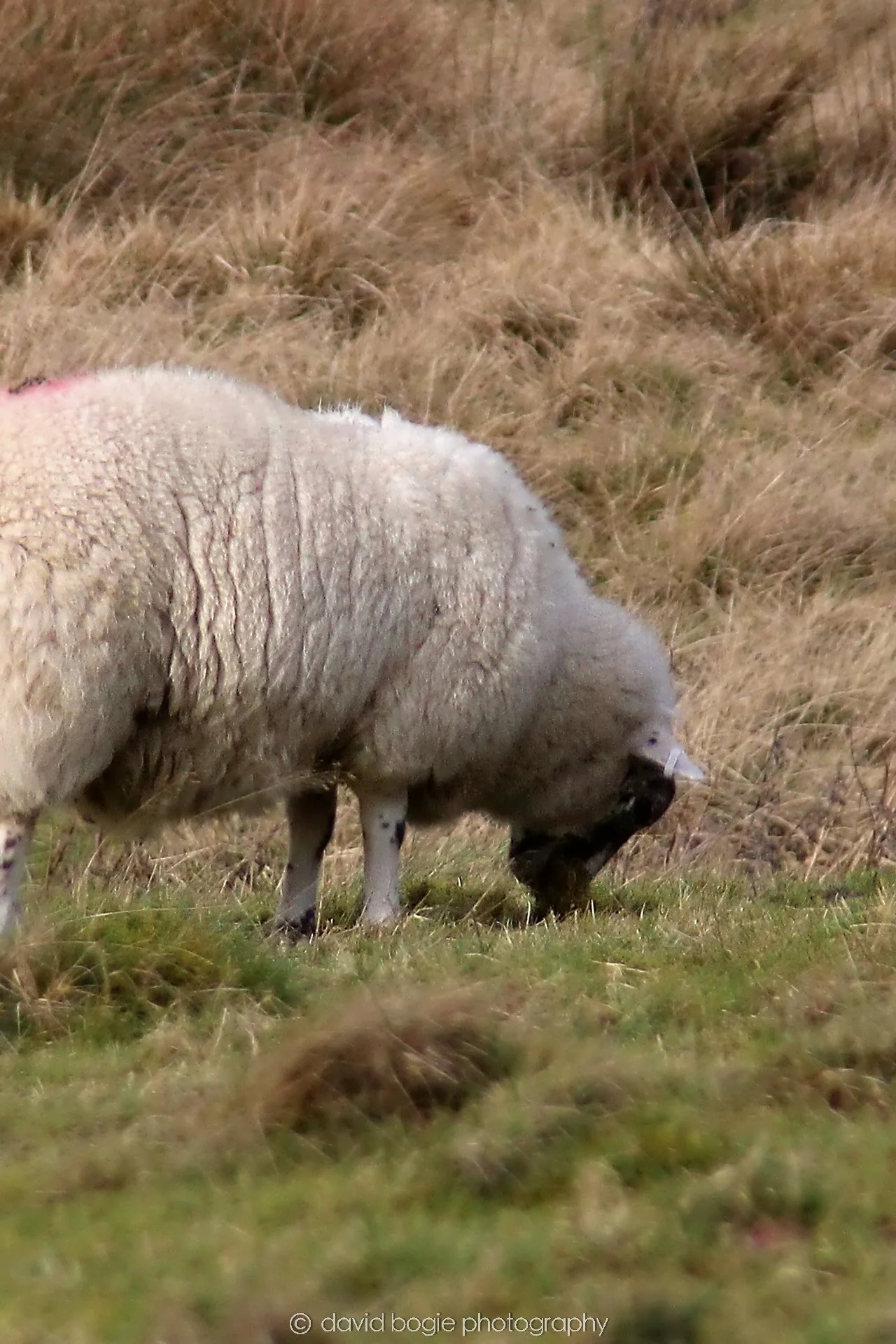YEAR20230215 Lochore IMG_0011.jpg
