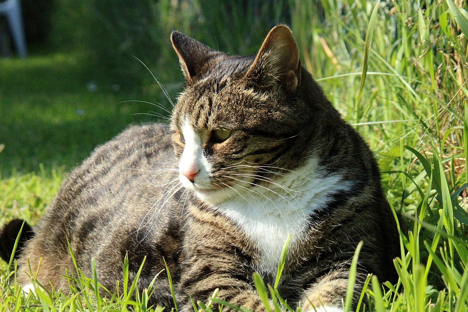 CATS 0086.jpg