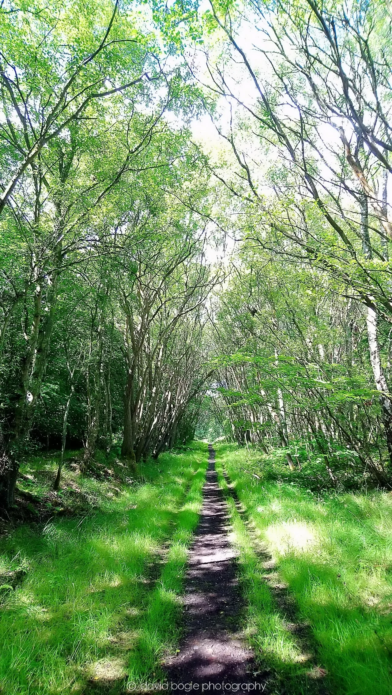YEAR20180809 132123 Wemyss Firs 0004.jpg