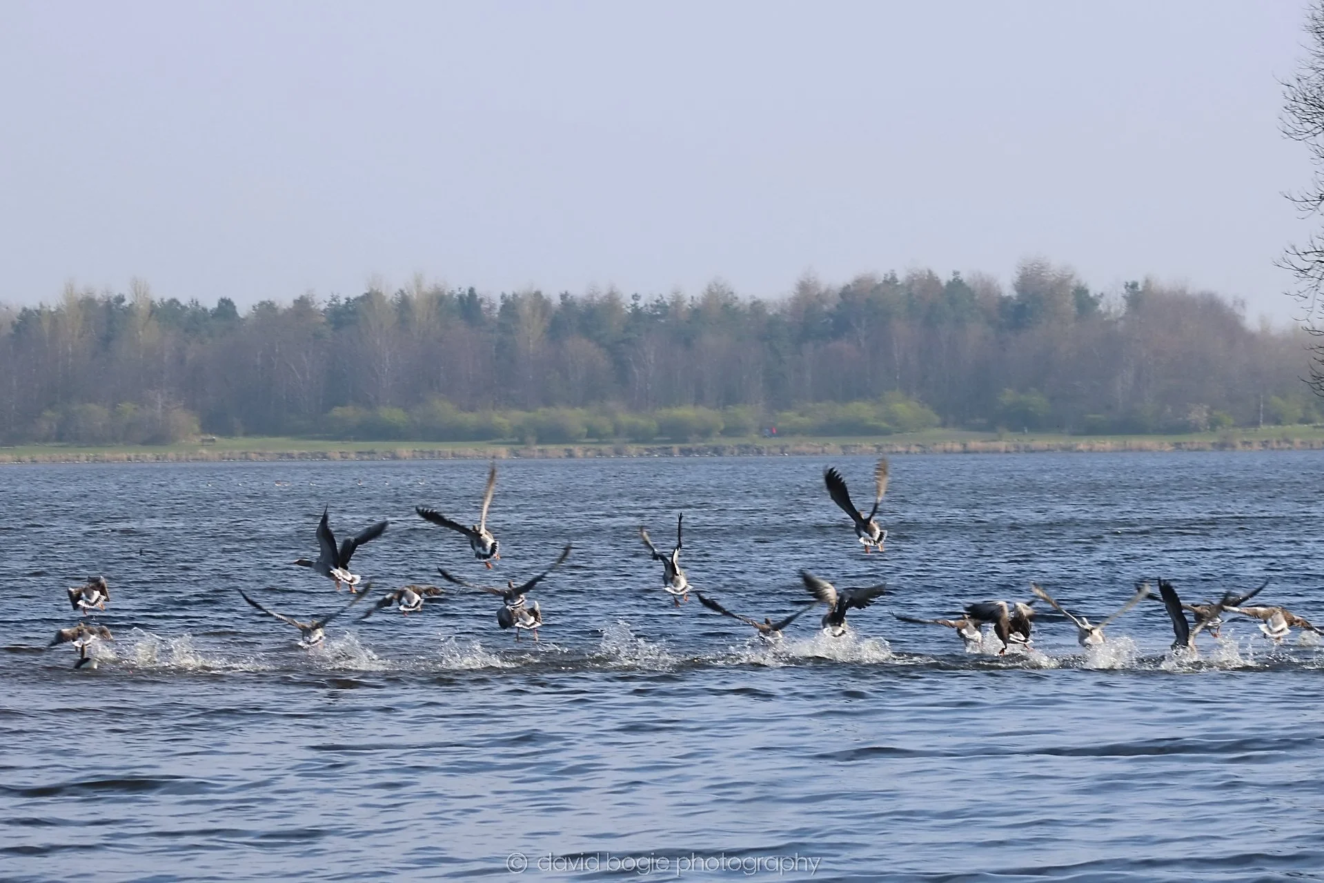 20190405 130159 Lochore 0027.jpg