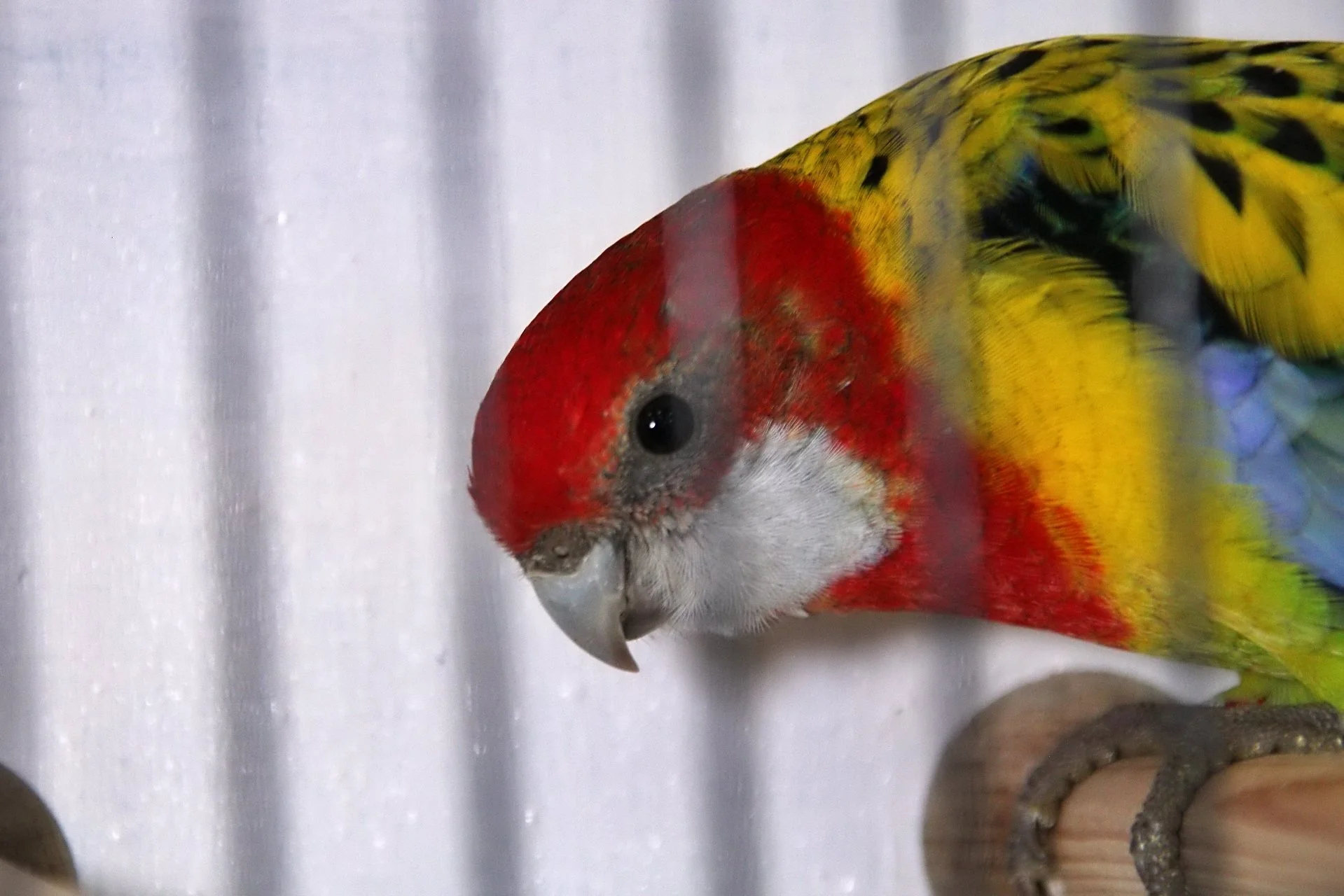 20241103 135333 MCBS Show 0688.JPG