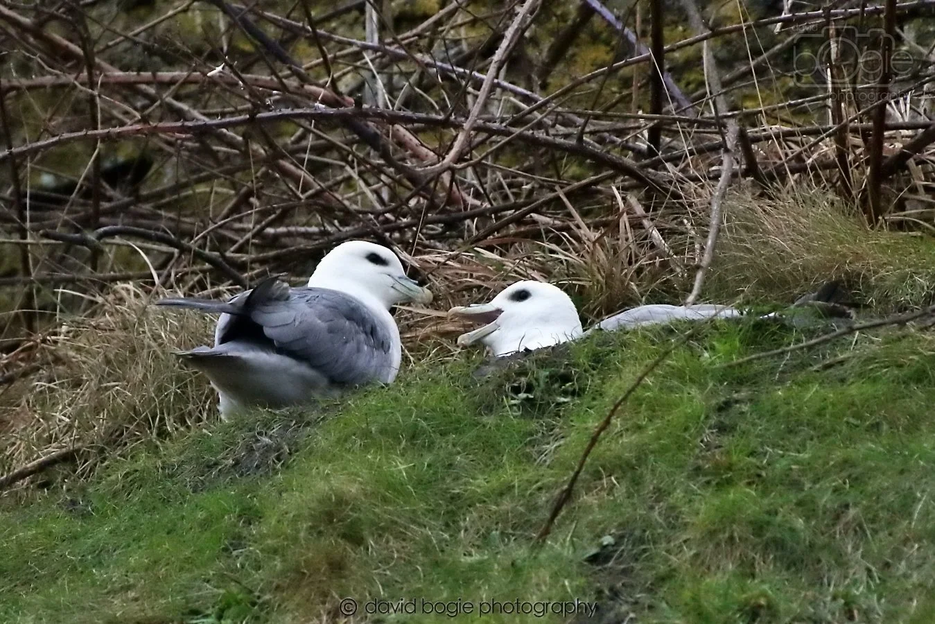 20260208 144025 Kirkcaldy 0077.jpg