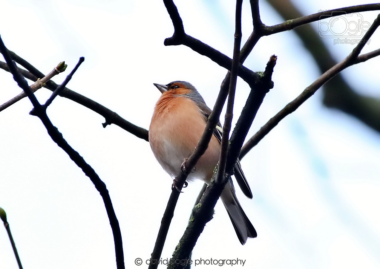 20260306 091501 Dunnikier 0089.jpg