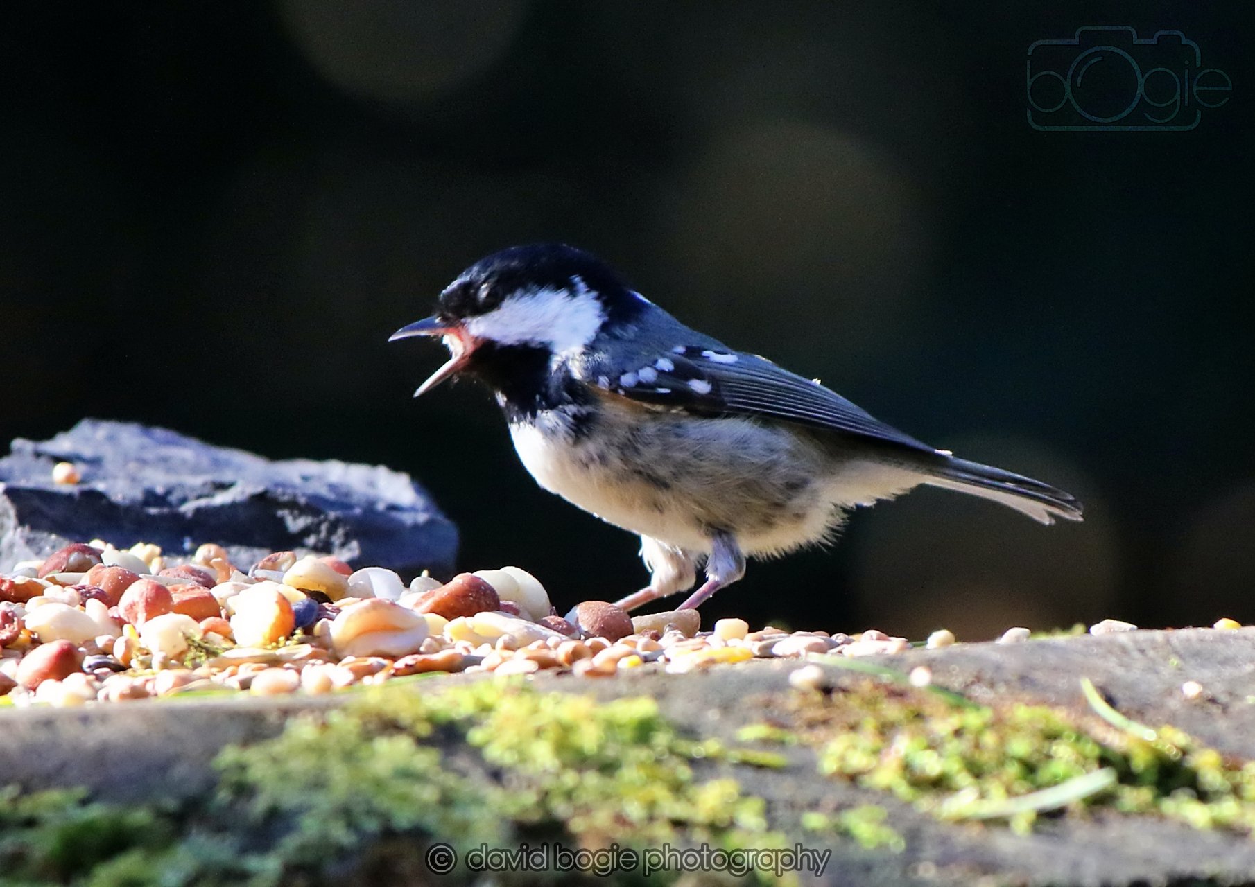 20260320 142912 Ravenscraig 0274.jpg