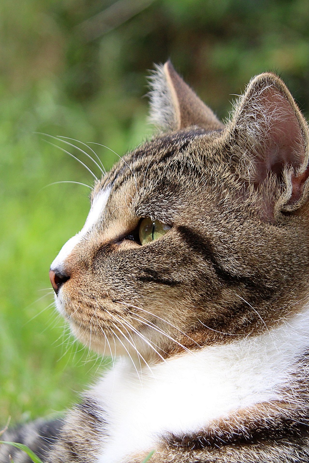 CATS 0290.jpg
