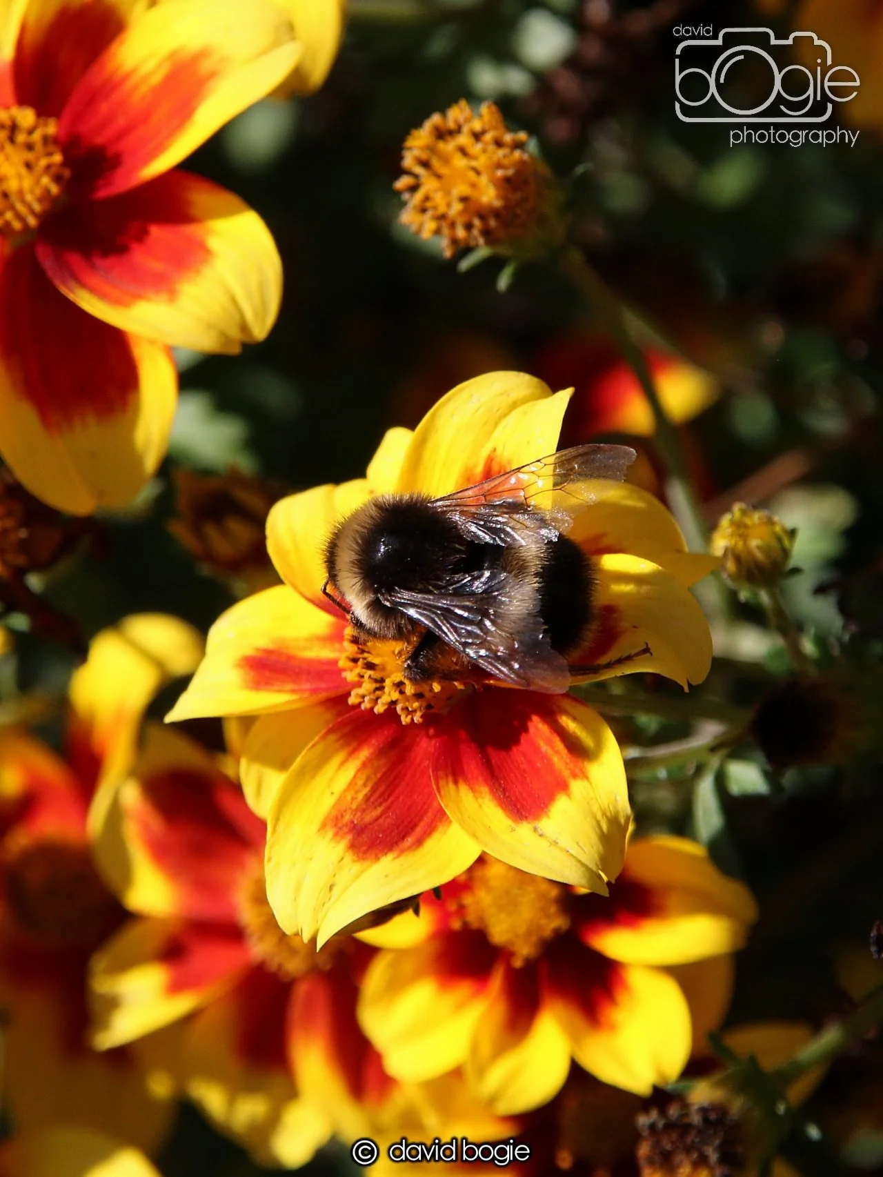 20240918 114534 Beveridge 0146 (1).JPG