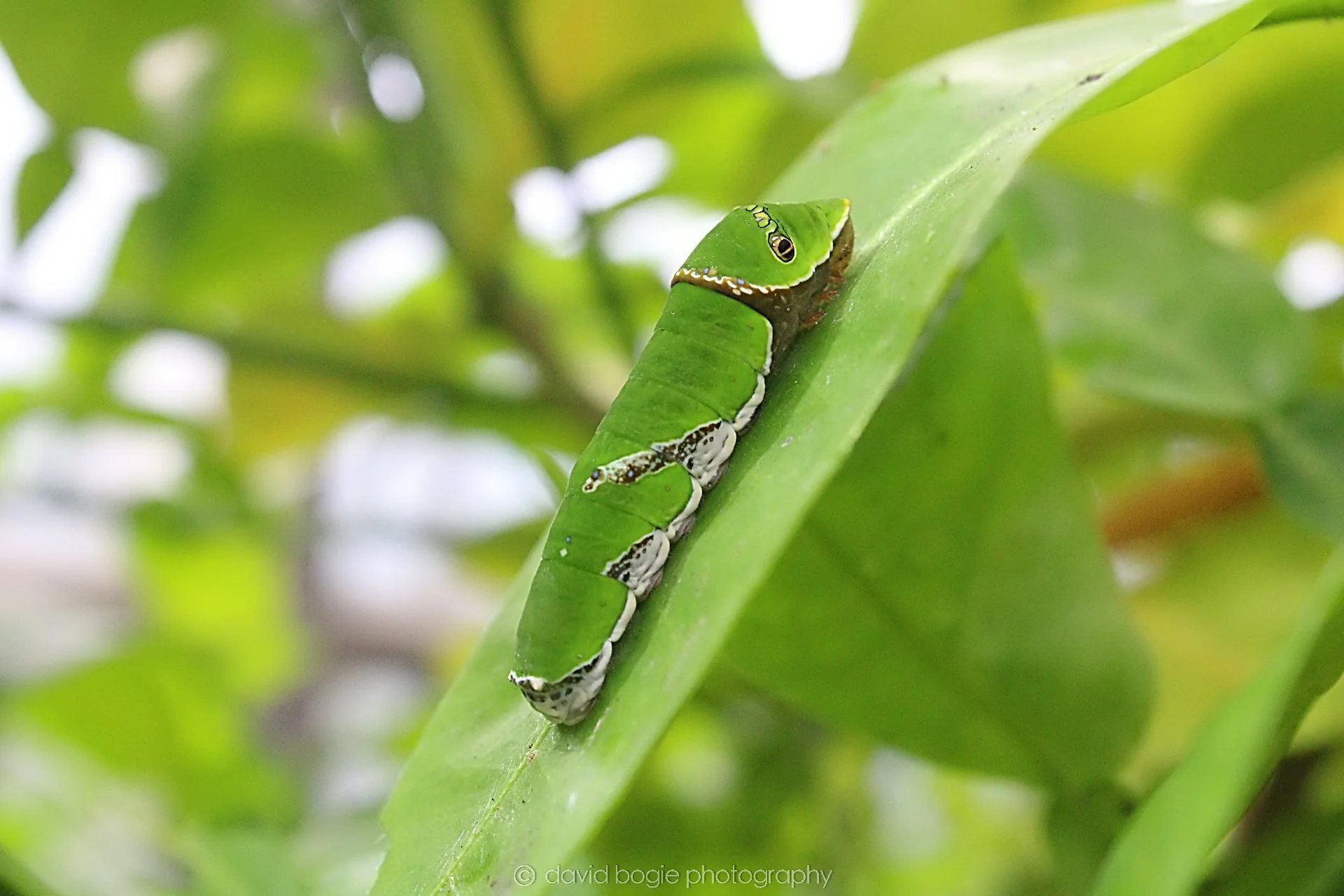 20191019 123830 Butterfly World 0018.jpg