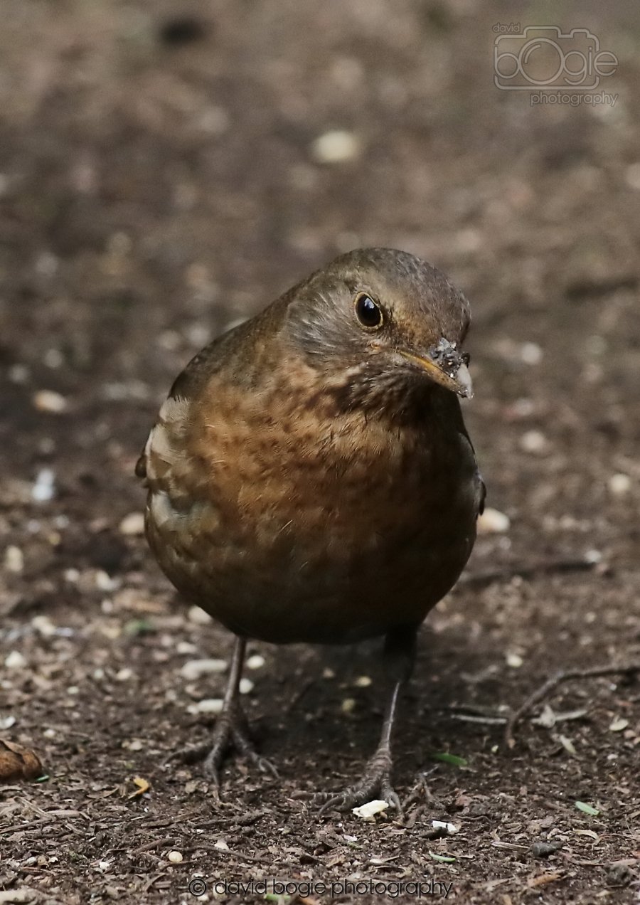 20260309 120909 Dunnikier 0662.jpg