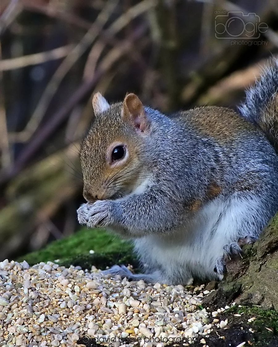 20260128 142609 Dunnikier 0371.jpg