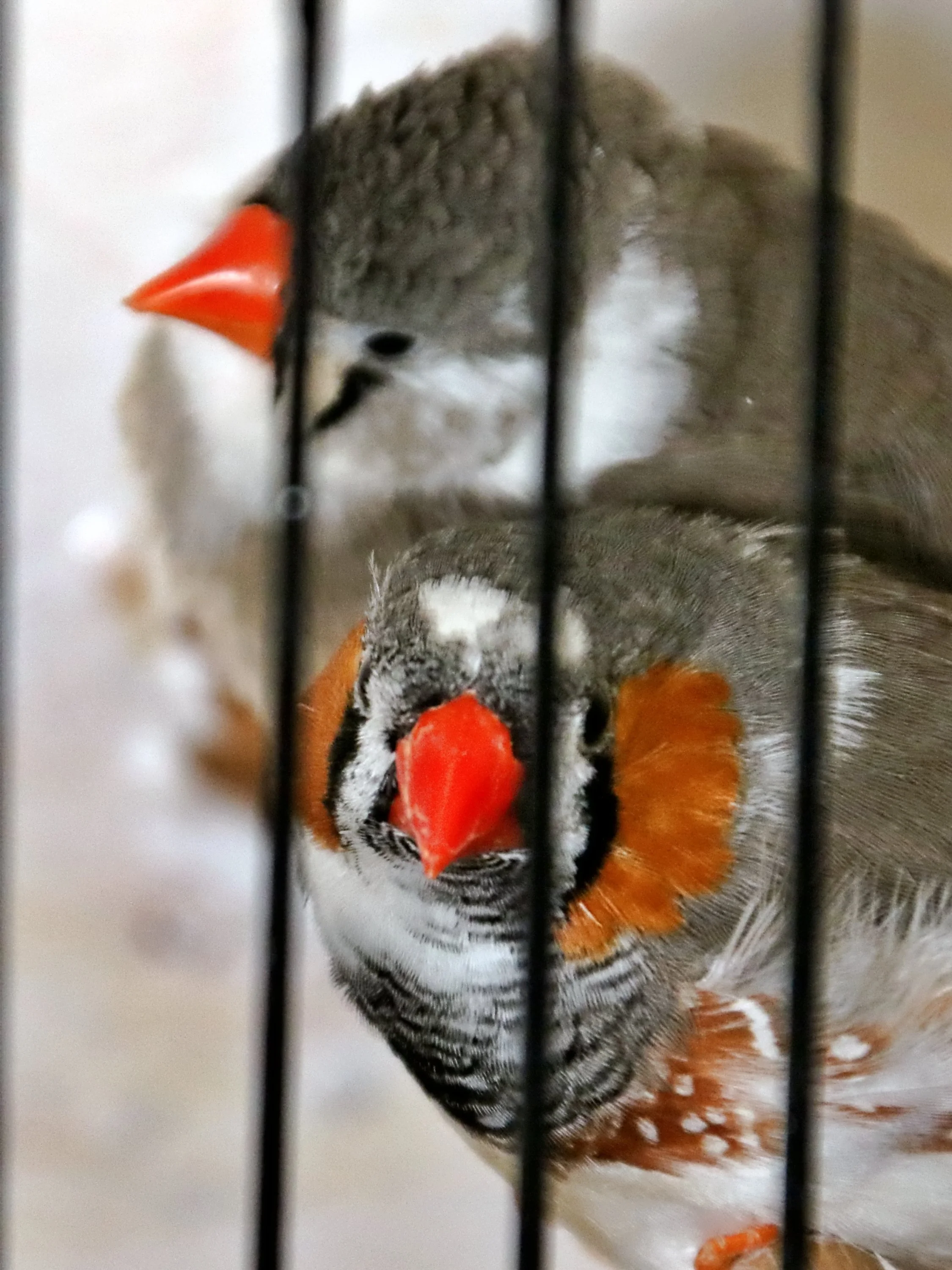 20251102 130116 Markinch CBS  0667.JPG