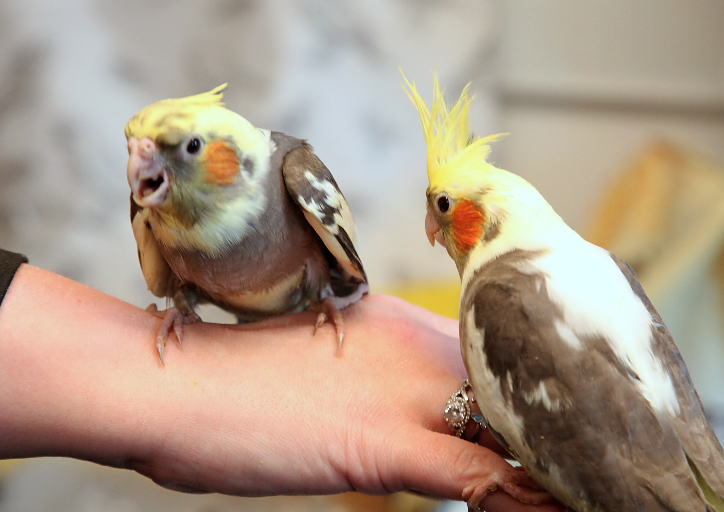 20260212 120429 IMG_0167.png