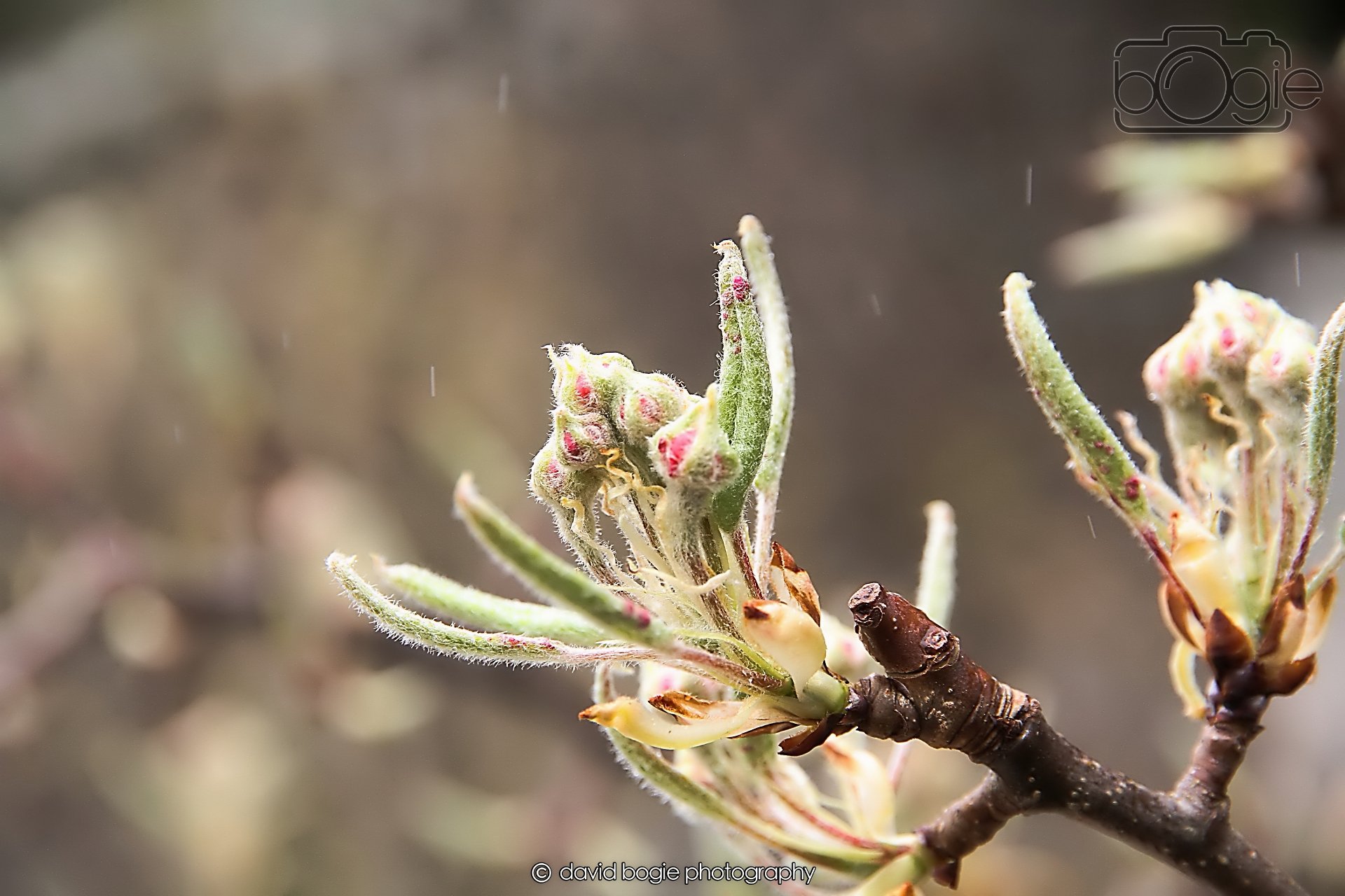 20260401 121202 Culross 0083.jpg