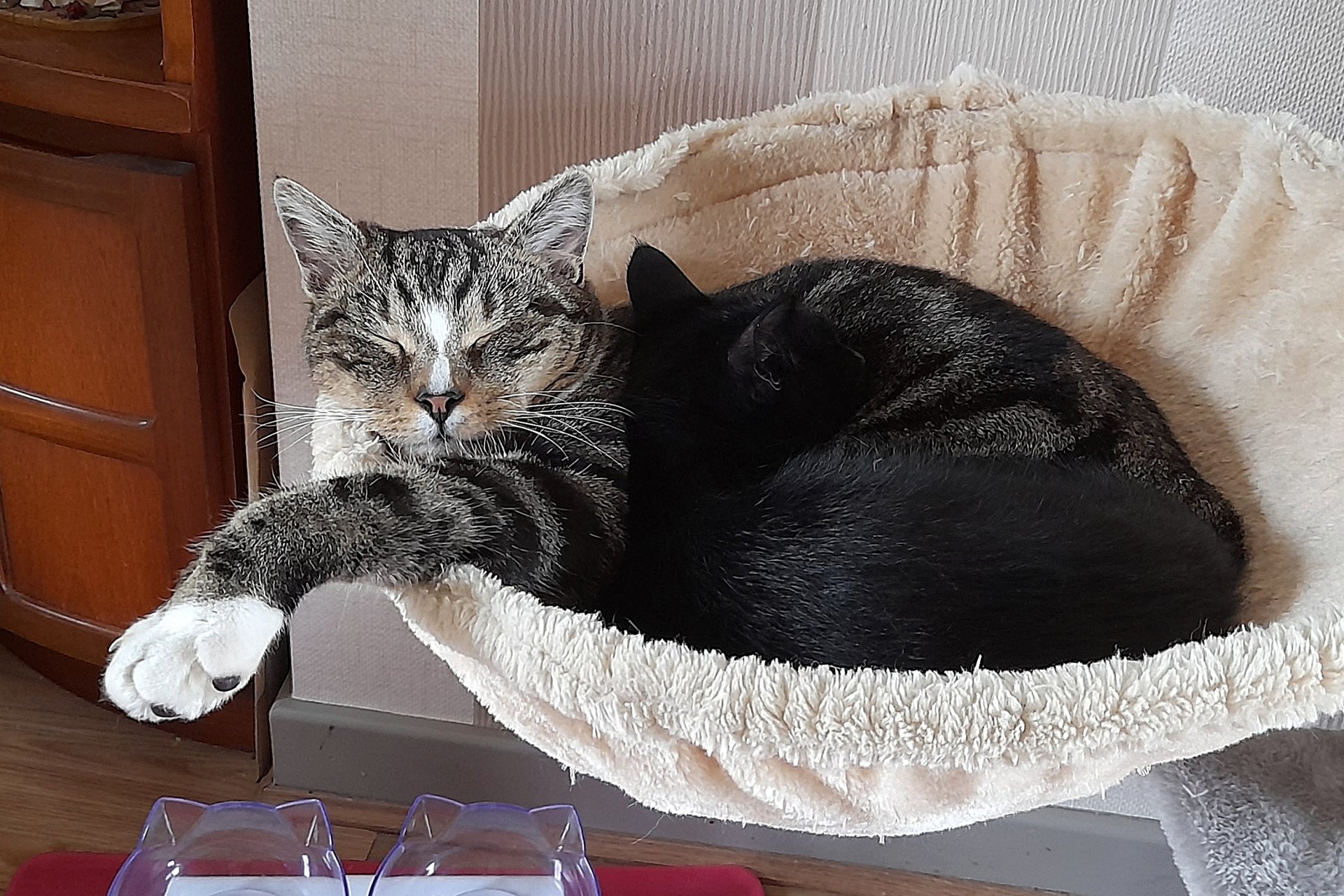 CATS 0180.jpg