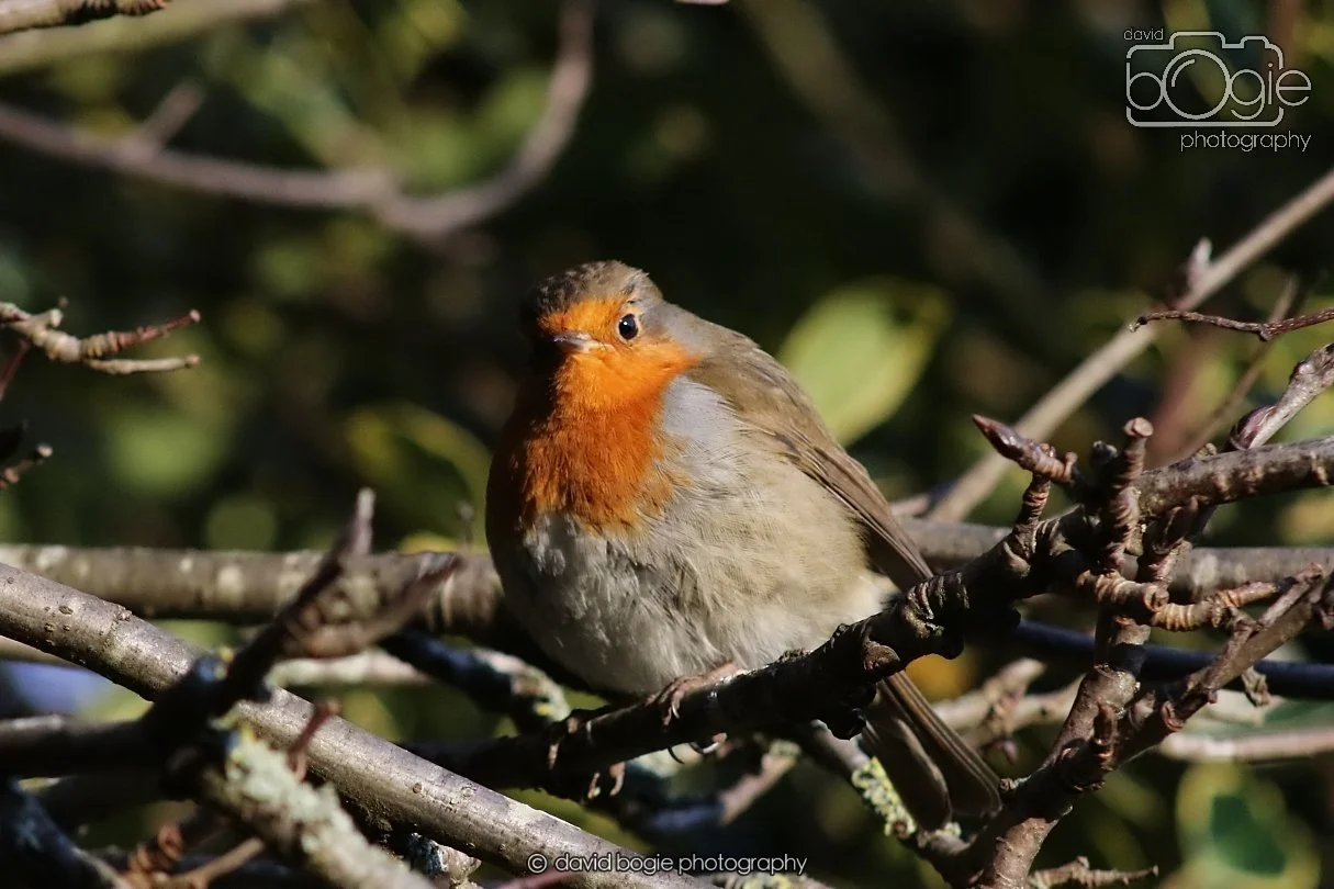 20251231 135602 Silverburn 0360.JPG