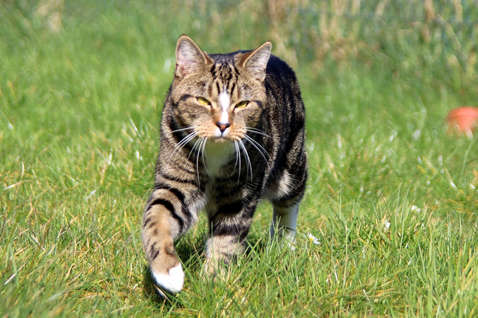 CATS 0147.jpg