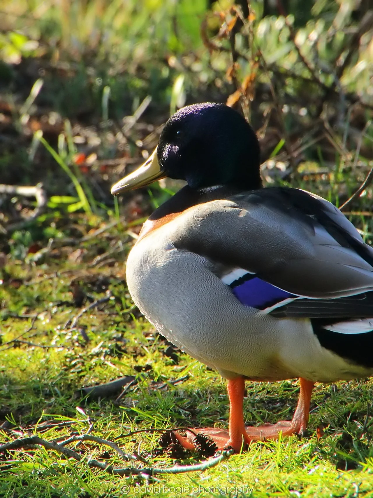 YEAR20240207 Lochore Meadows 0433.jpg