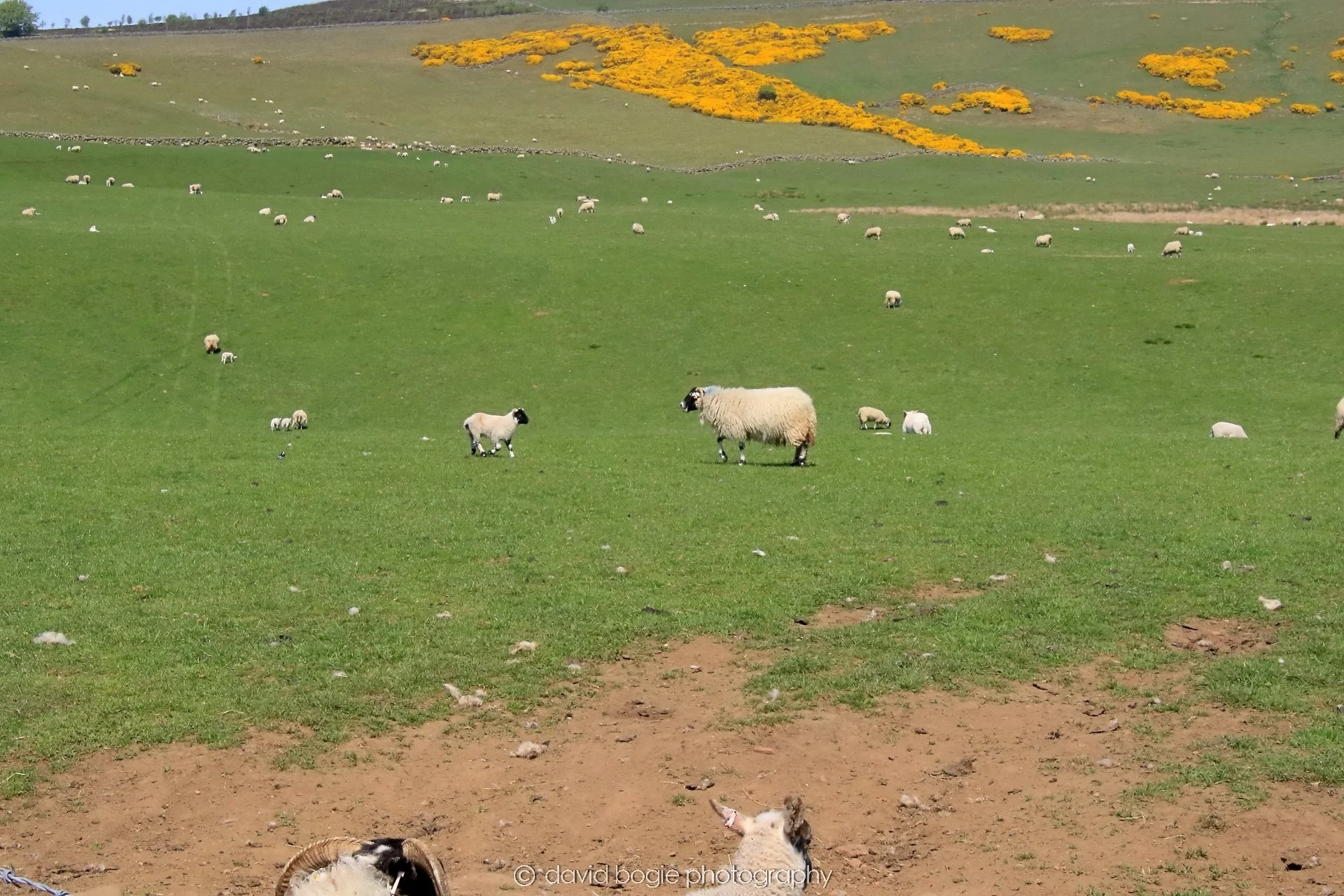 YEAR20250513 134126 Falkland 0089.jpg